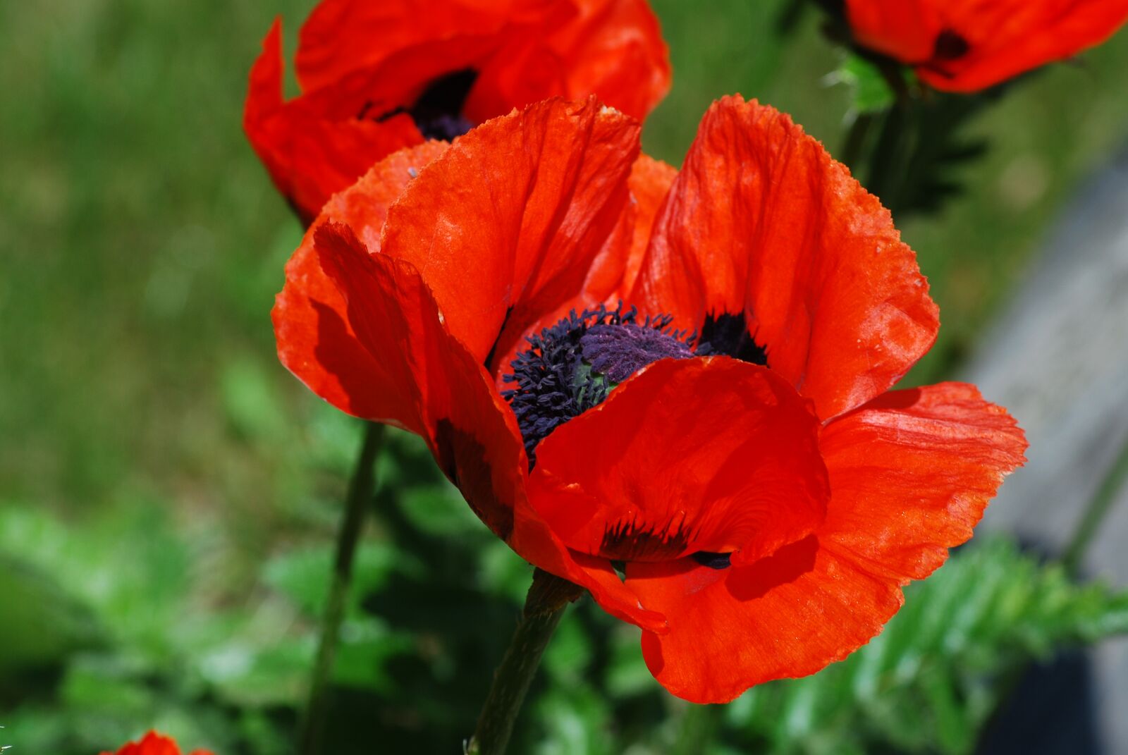 Nikon D80 sample photo. Poppy, wild, plant photography