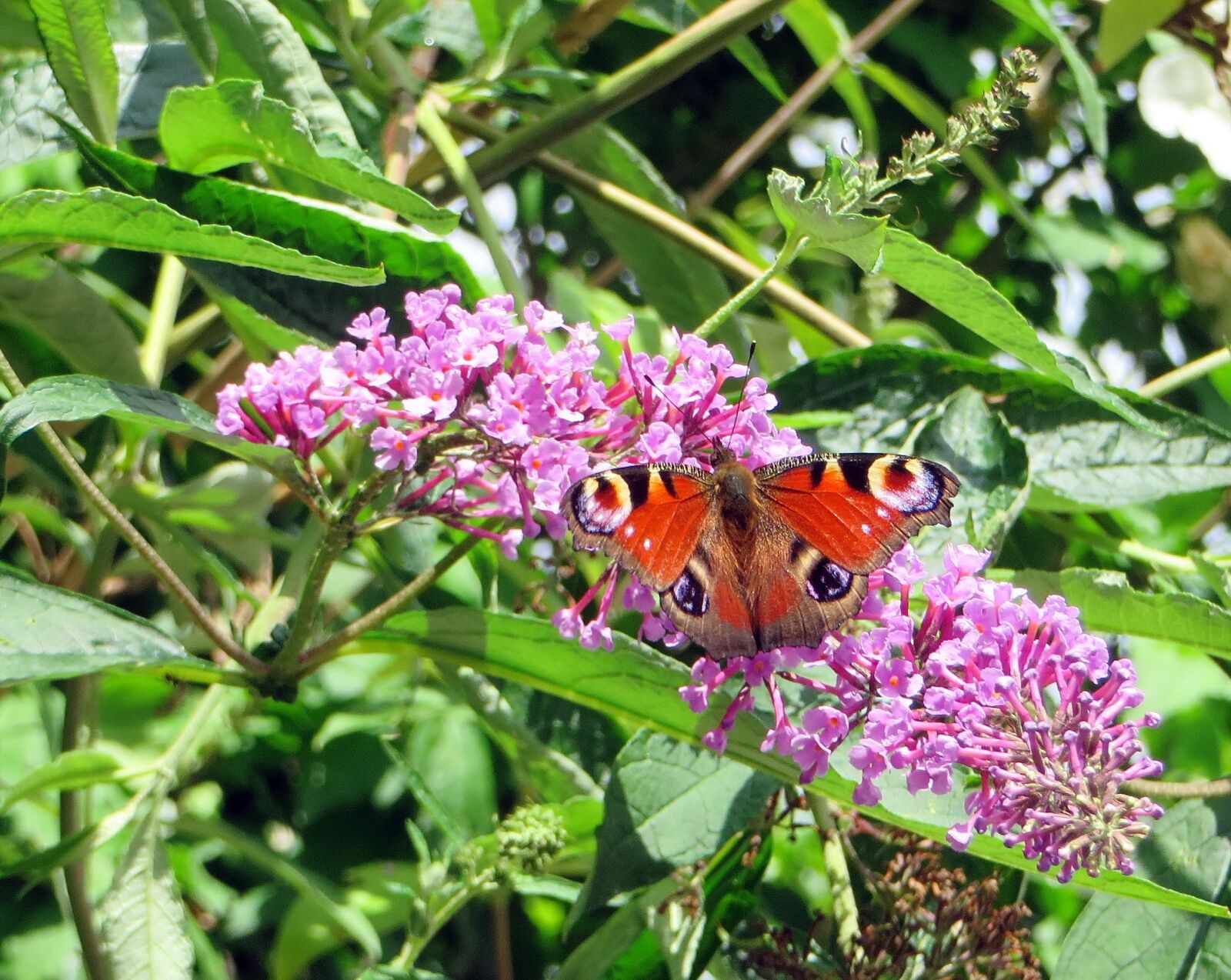 Canon PowerShot SX270 HS sample photo. Paon-du-jour, butterfly, papilio io photography