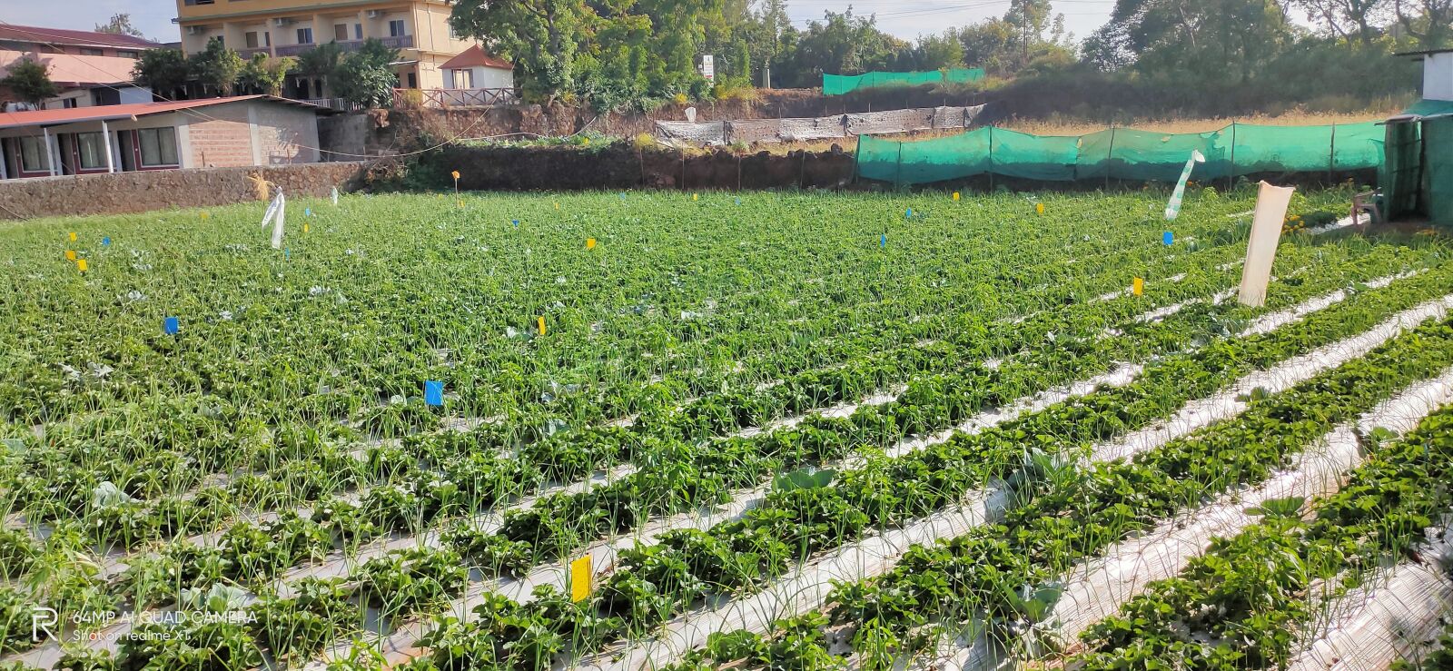 Realme XT sample photo. Nature, mahabaleshwar, hill station photography