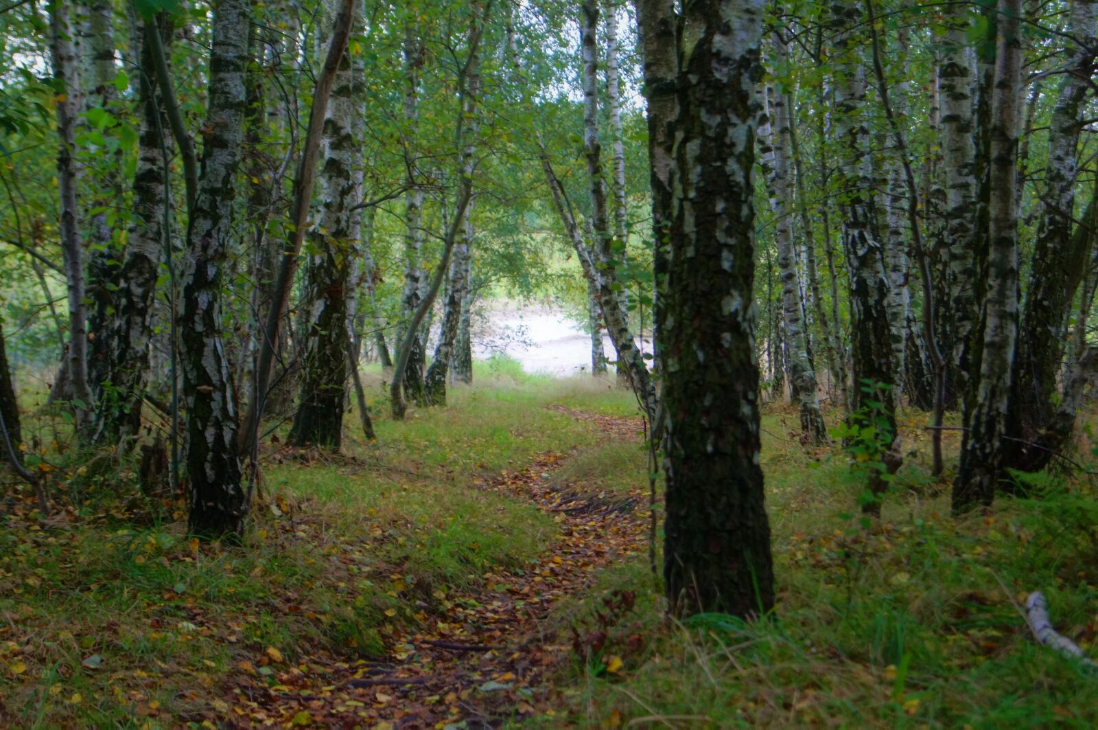 Sony SLT-A55 (SLT-A55V) sample photo. Away, path, forest photography
