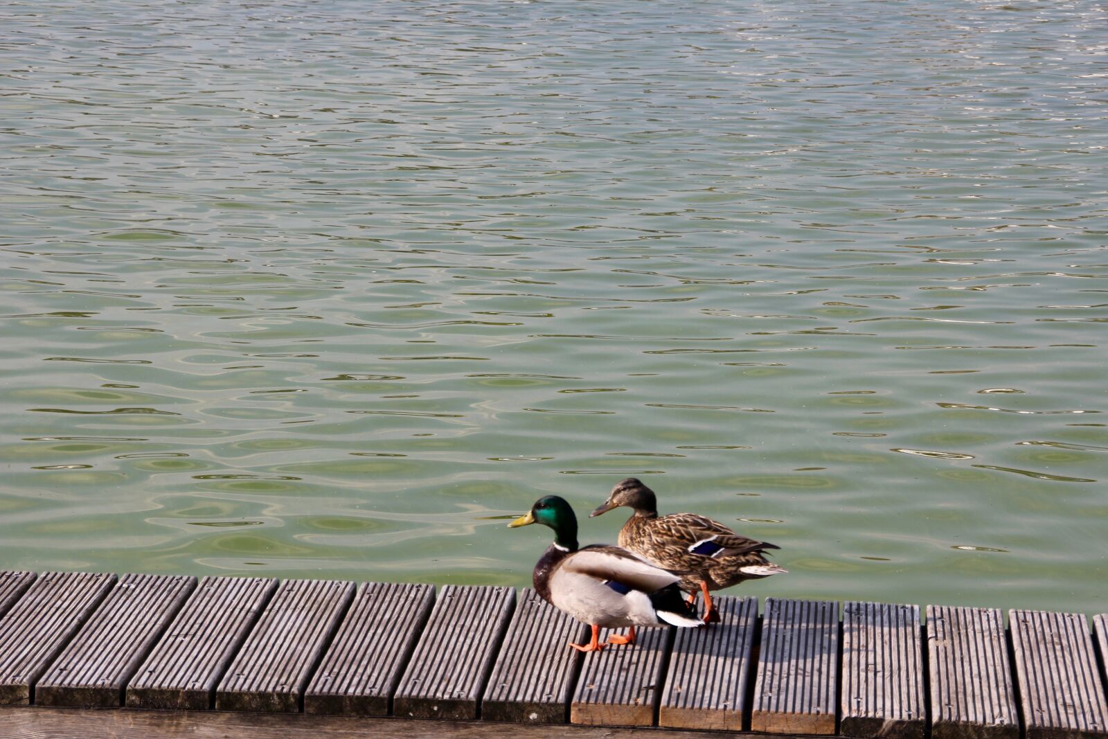 Canon EOS 60D sample photo. Duck, pair, mallards photography