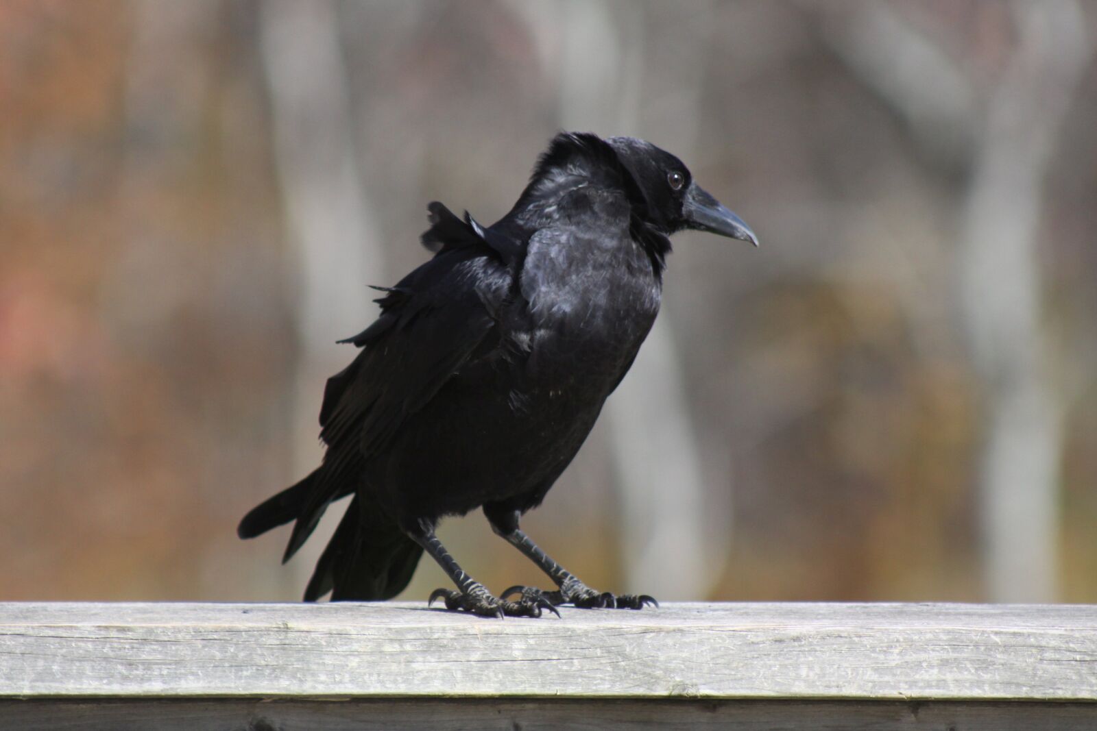 Canon EOS 50D sample photo. Crow, standing, railing photography