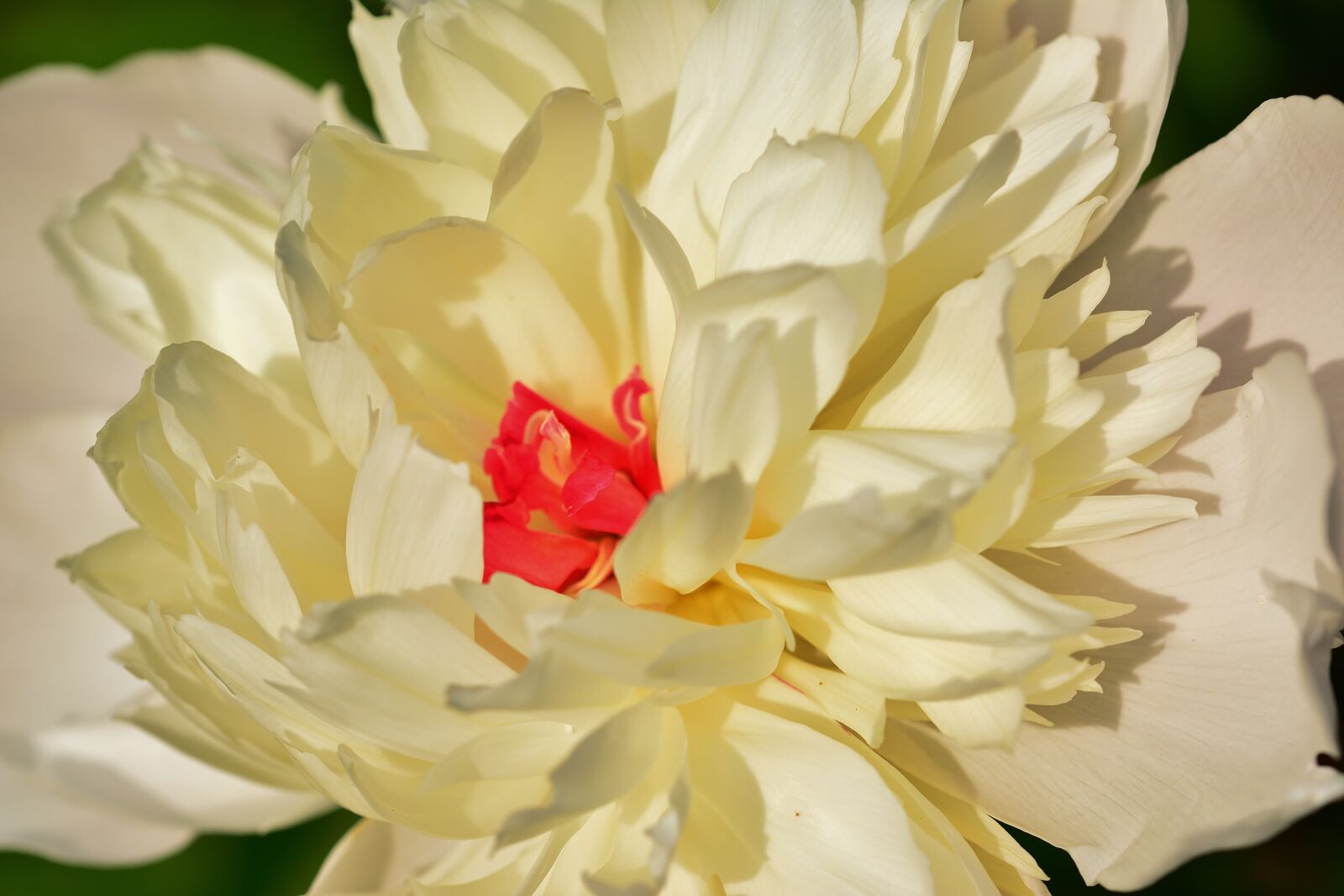 Nikon D5200 sample photo. Peony, blossom, bloom photography