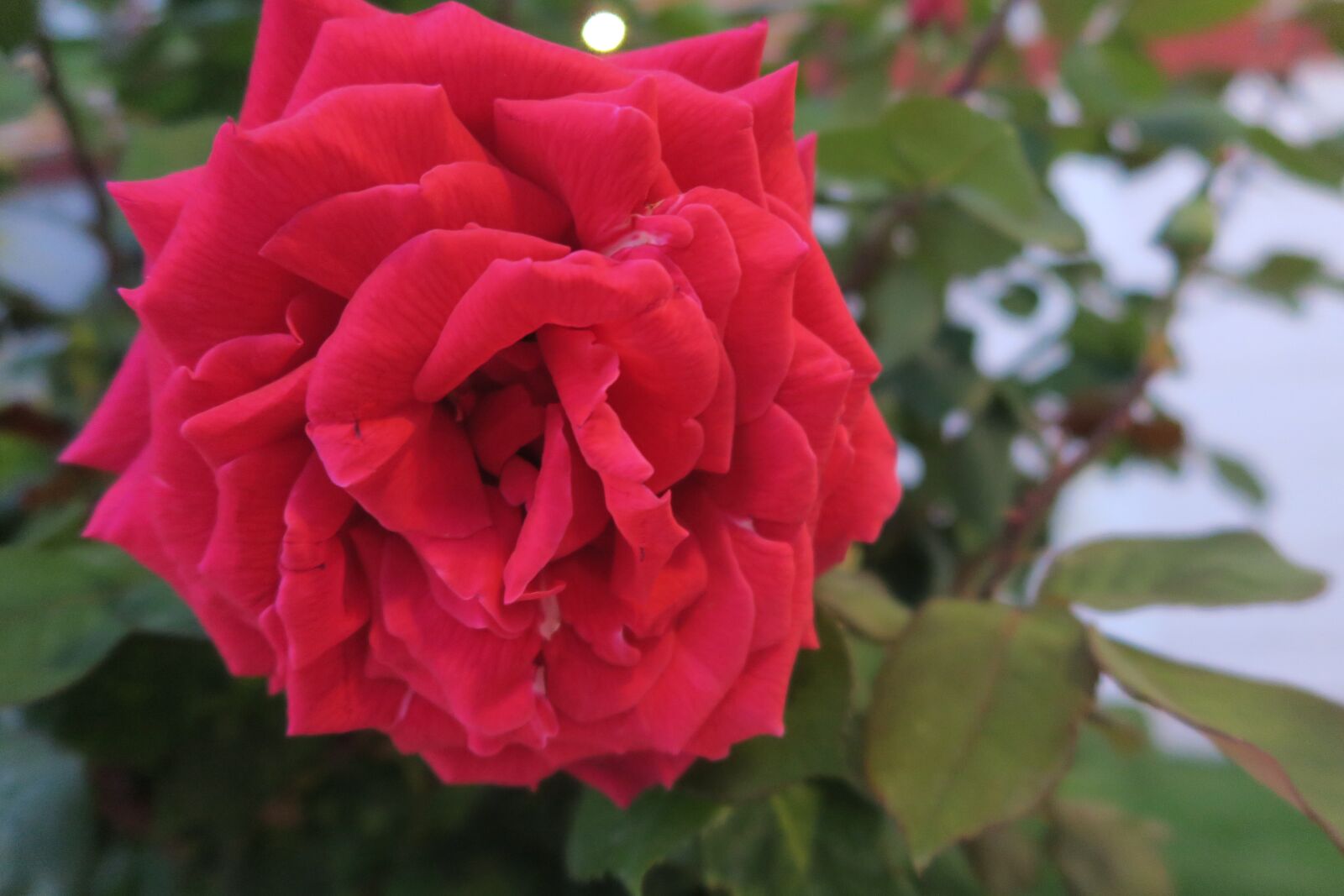 Canon PowerShot G7 X sample photo. Rose, red rose, flower photography