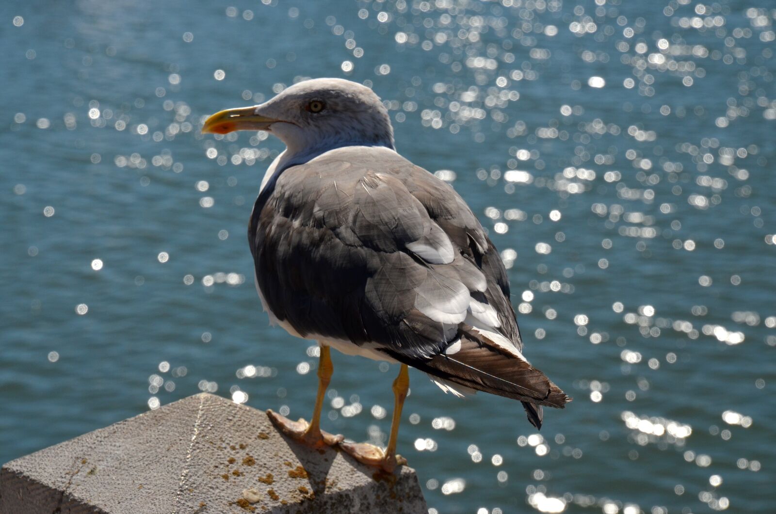 Nikon D5100 sample photo. Seagull, sea, seevogel photography