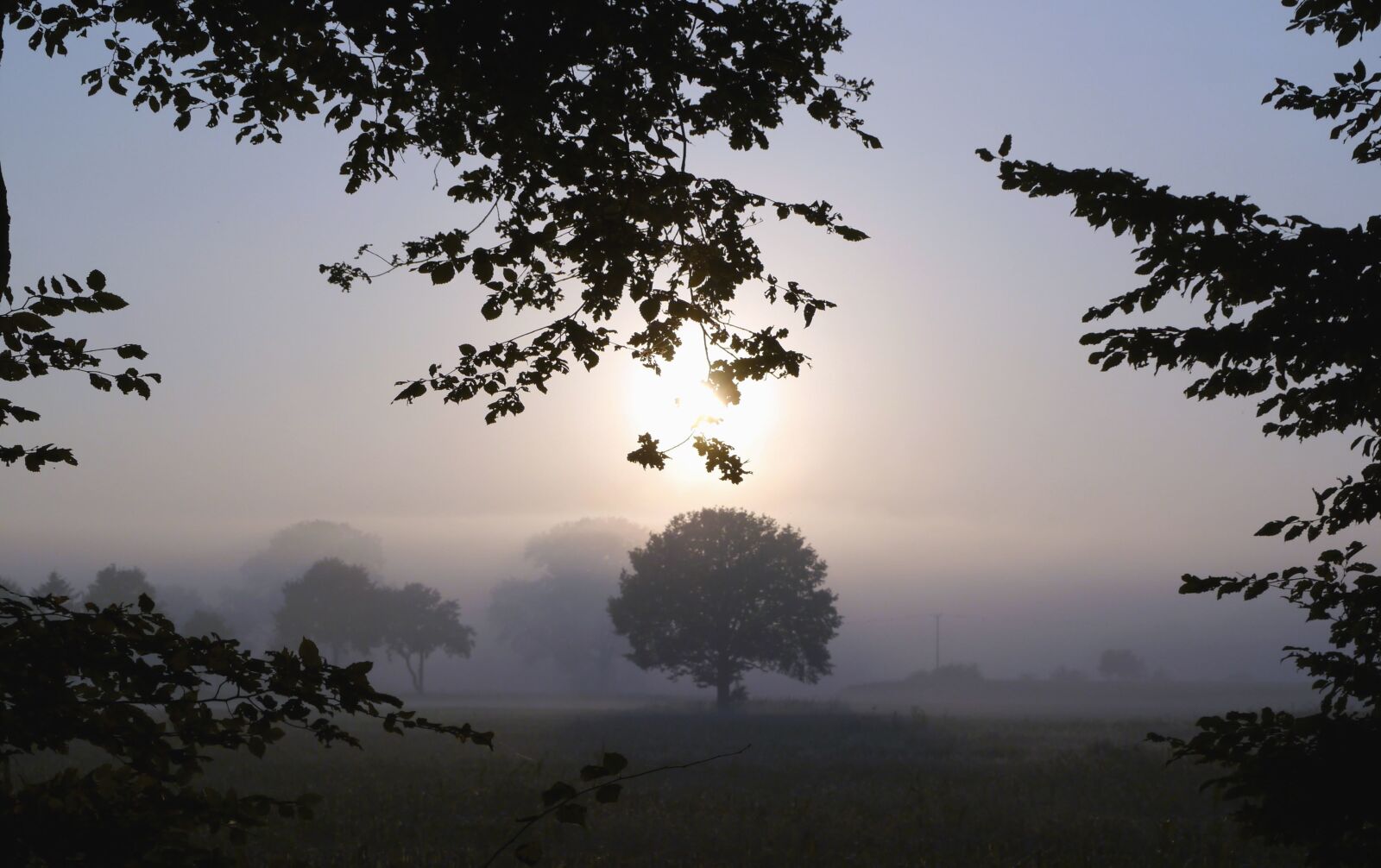 Panasonic Lumix DMC-GX1 sample photo. Wood, forest, sun, fog photography