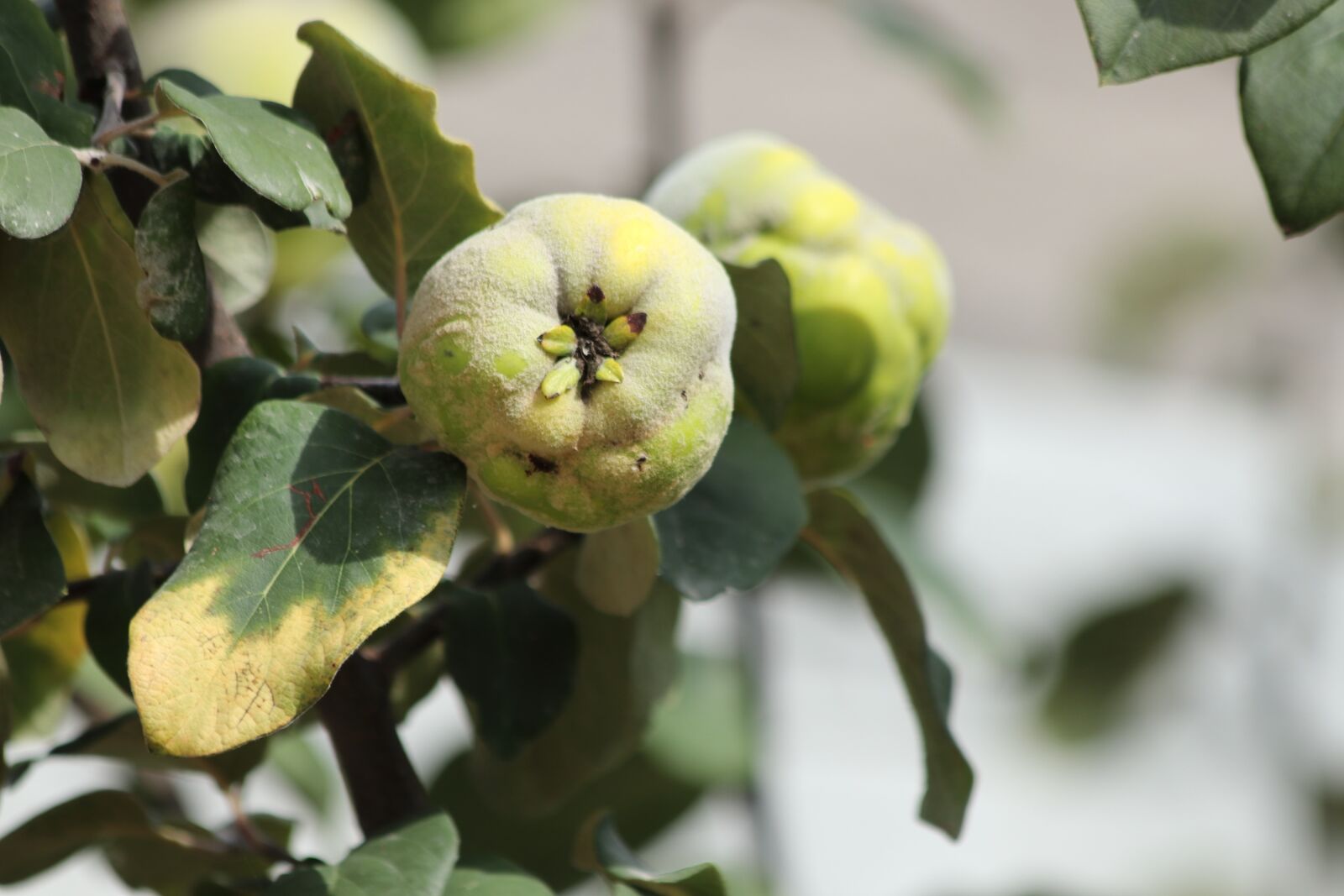Canon EOS 77D (EOS 9000D / EOS 770D) + Canon EF 70-300mm F4-5.6 IS USM sample photo. Quince, fruit, tree photography