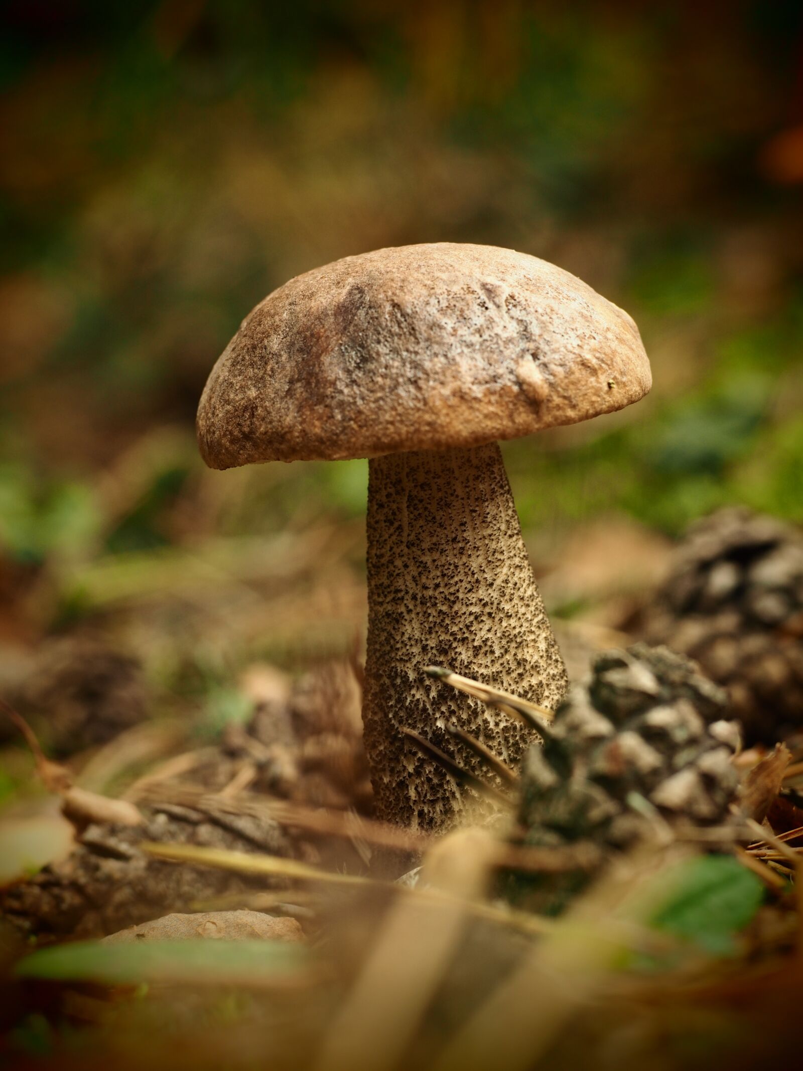 Sigma 60mm F2.8 DN Art sample photo. Mushroom, forest, nature photography