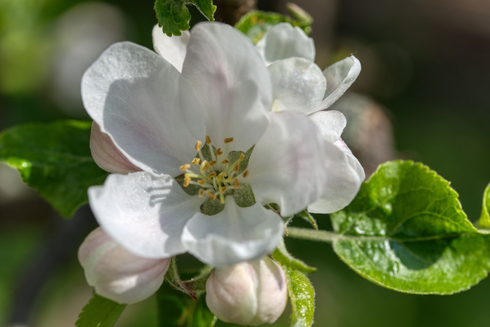 Nikon D750 sample photo. Apple blossom, apple tree photography