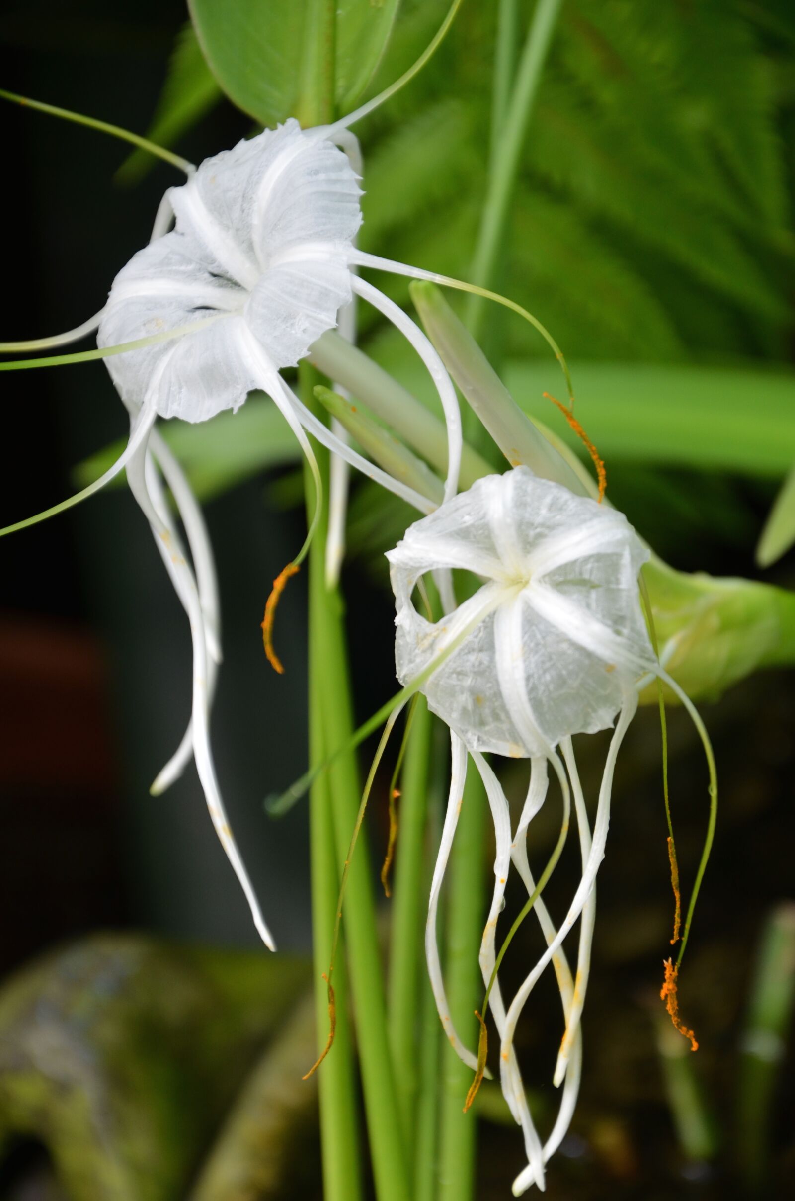 Nikon D7000 sample photo