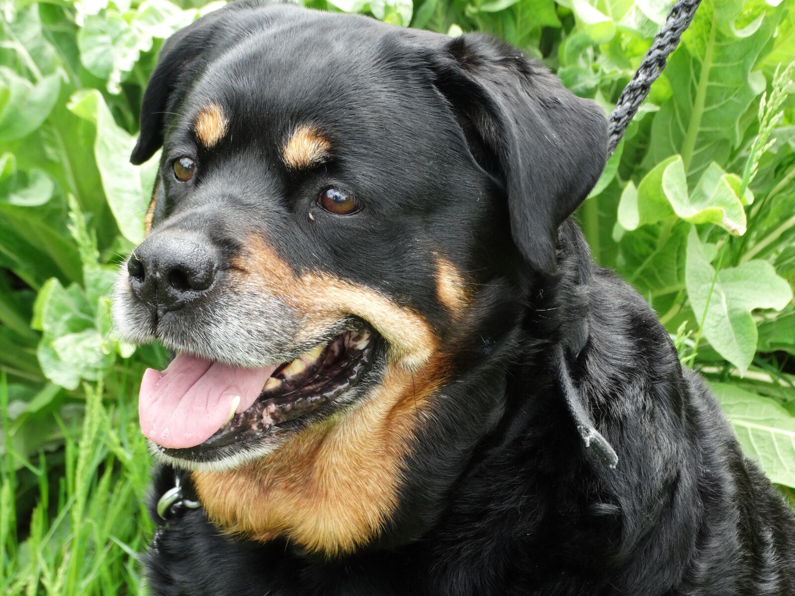 Sony Cyber-shot DSC-HX300 sample photo. Rottweiler, dog, friendly photography