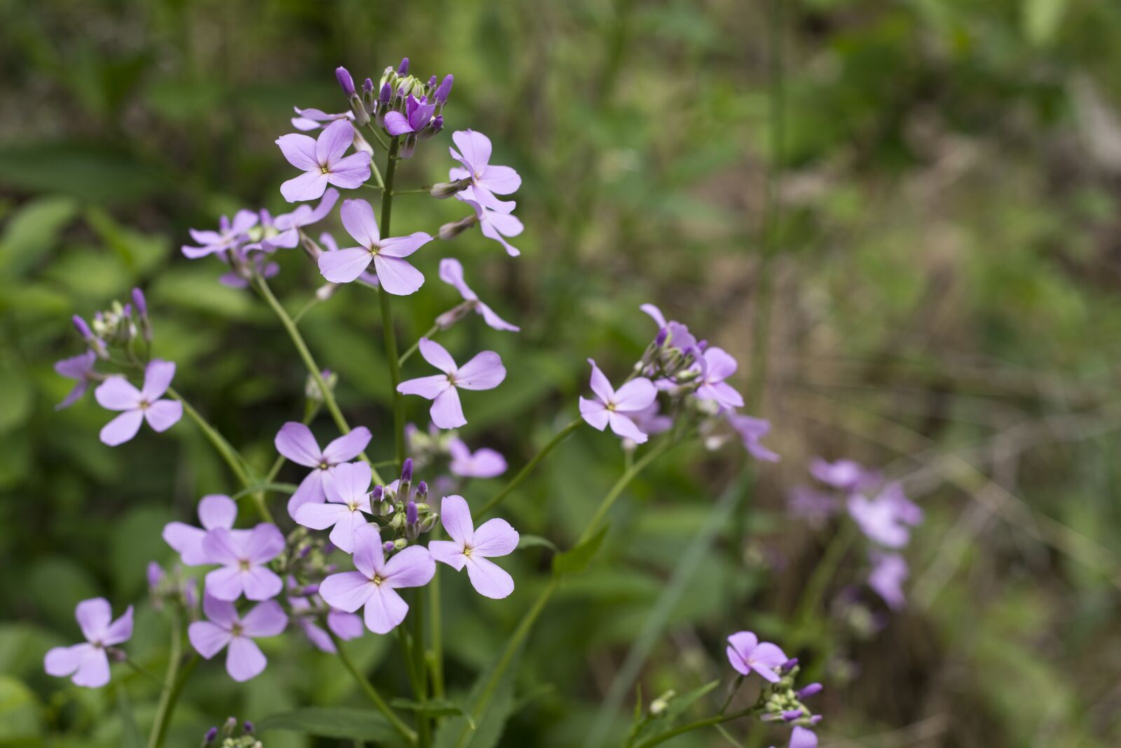 Nikon D610 sample photo. Bloom, colorful, flora photography