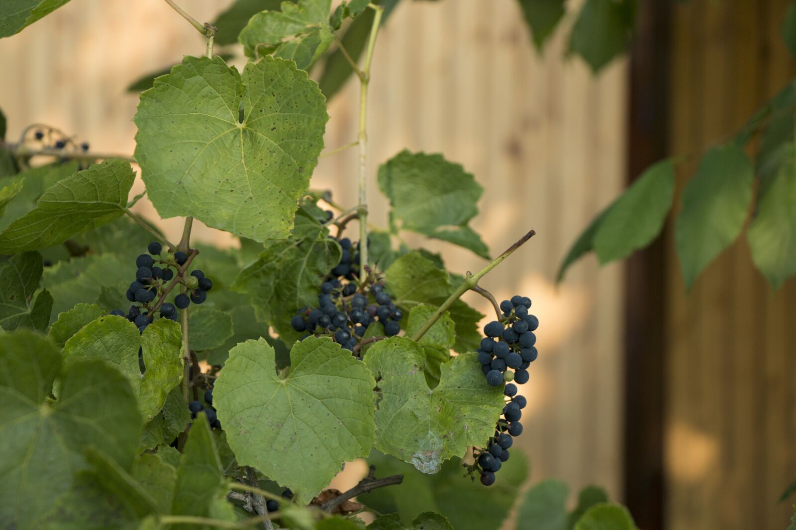 Canon EOS 70D sample photo. Berry, grapes, foliage photography
