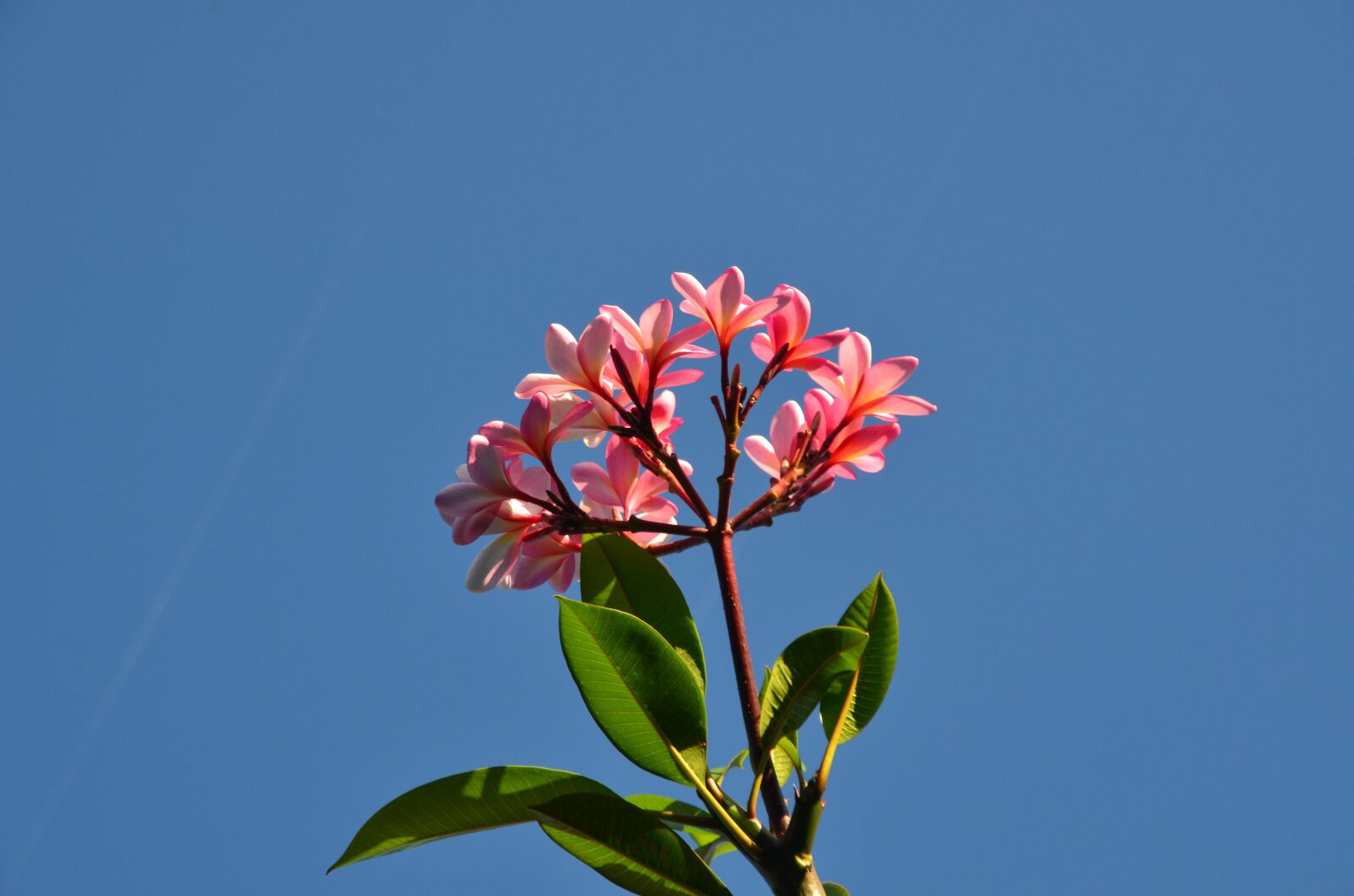 Nikon D7000 sample photo. Branch, nature, floral photography
