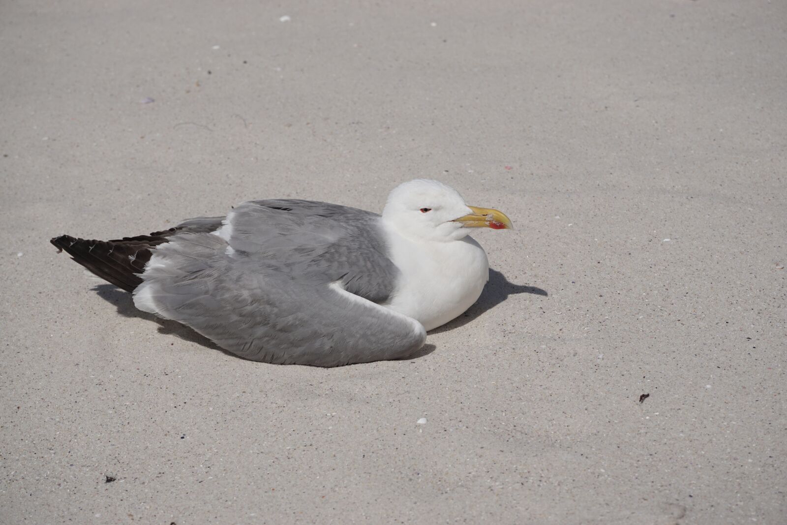 Sony a6000 sample photo. Seagull, islands, cies photography