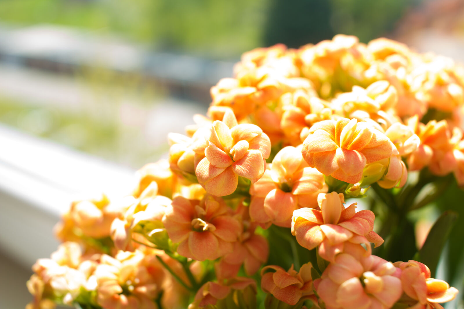 Canon EF-S 24mm F2.8 STM sample photo
