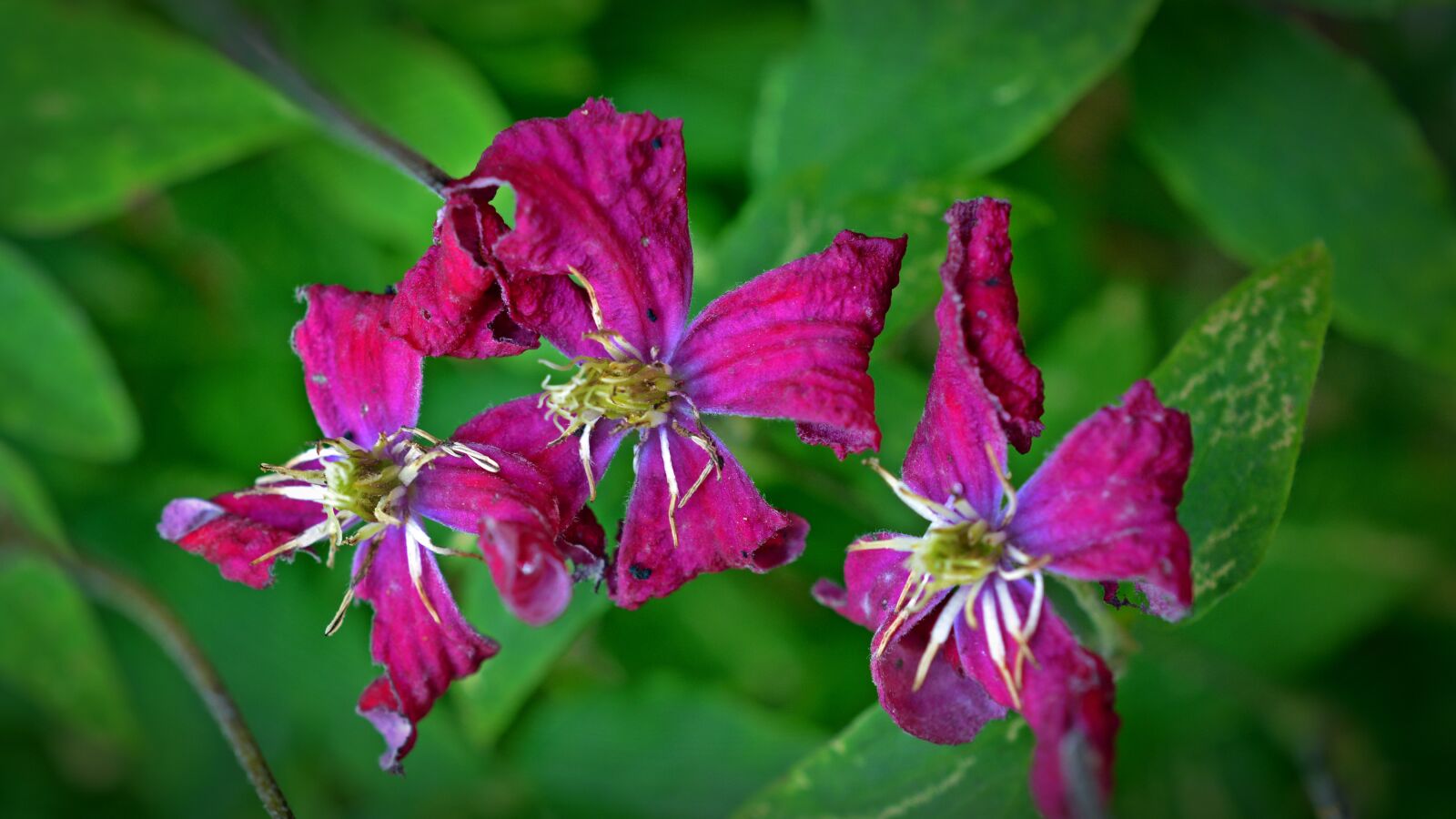Nikon D5200 sample photo. Clematis, withered, faded photography