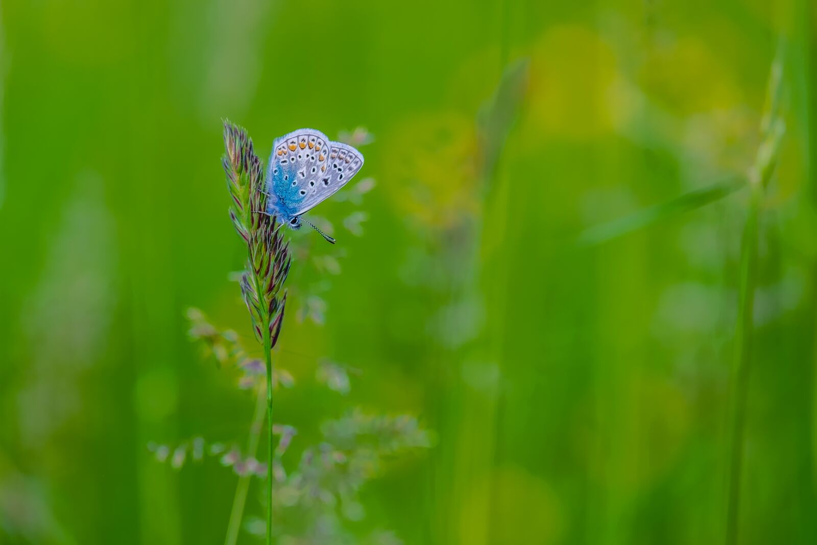 Fujifilm X-T10 sample photo. Butterfly, restharrow's blue, butterflies photography