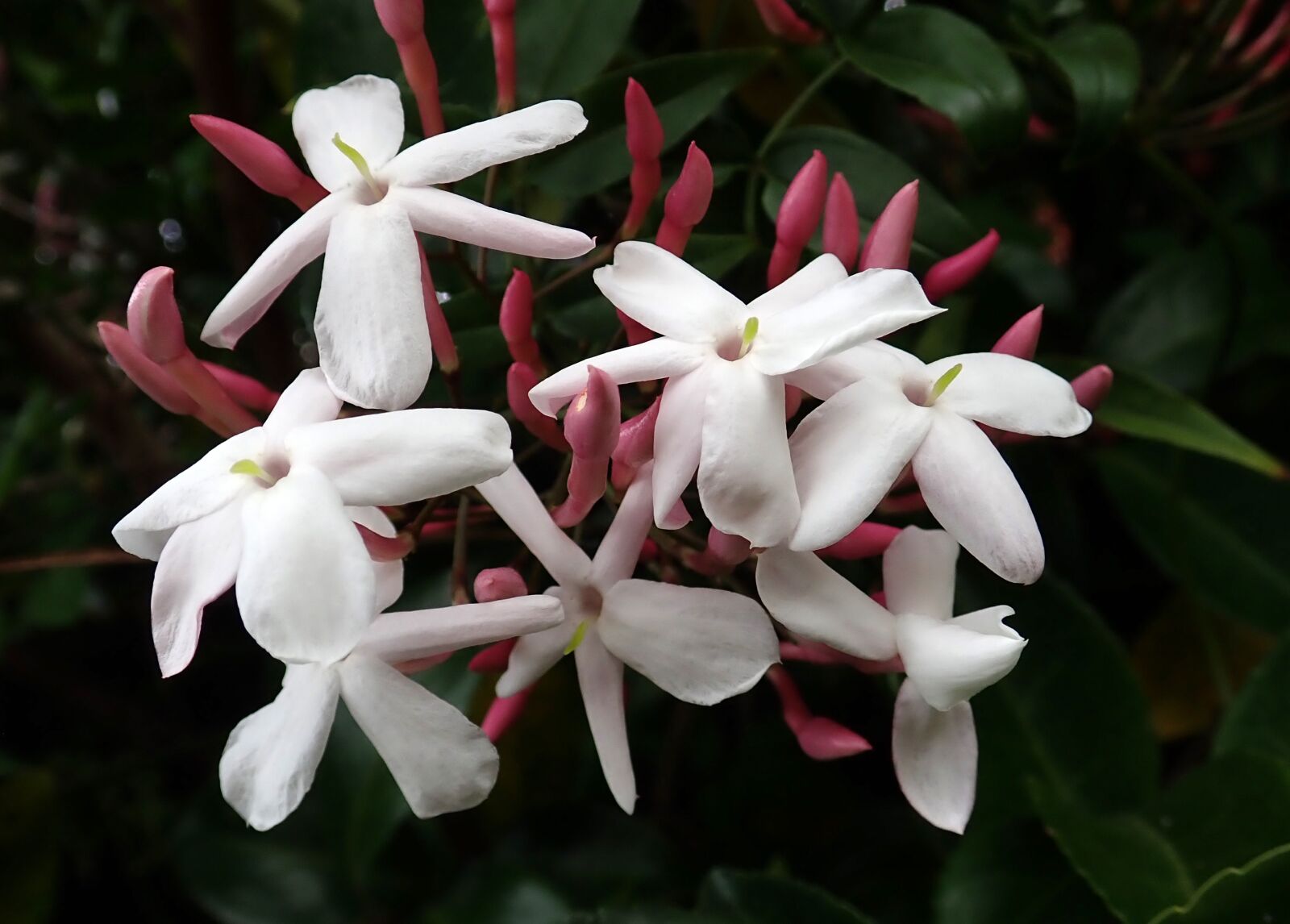 Olympus TG-5 sample photo. Flower, jasmine, fragrant photography