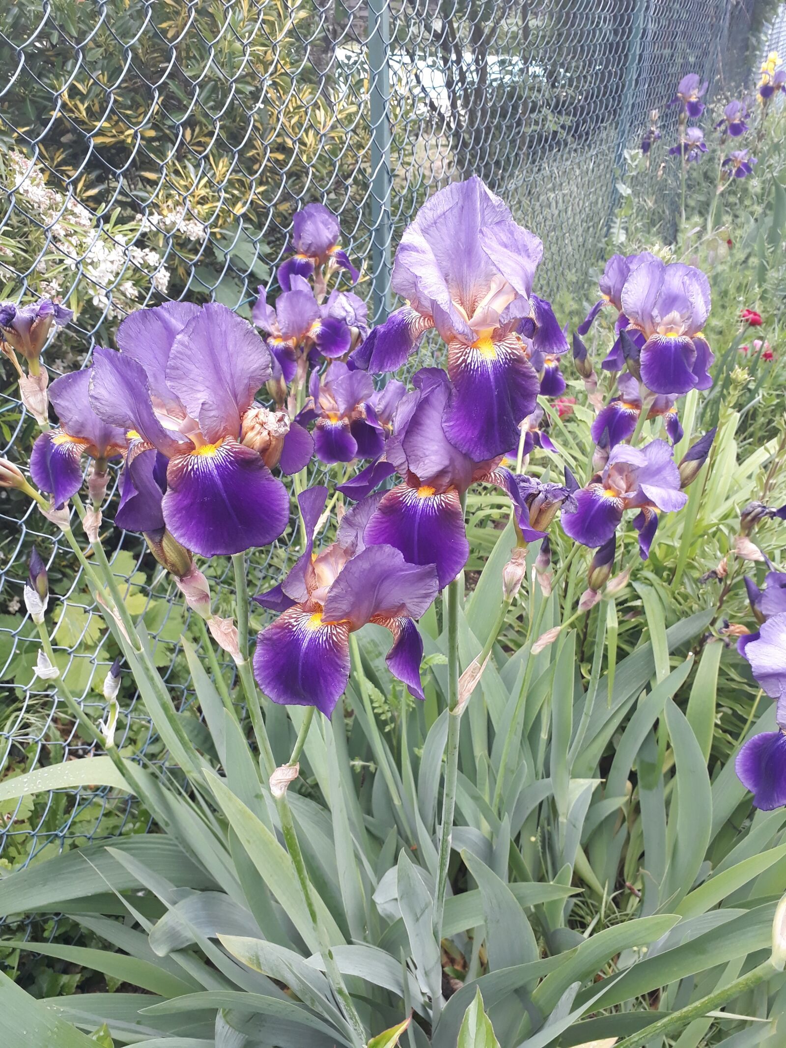Samsung Galaxy A3(2017) sample photo. Iris, flower, plant photography