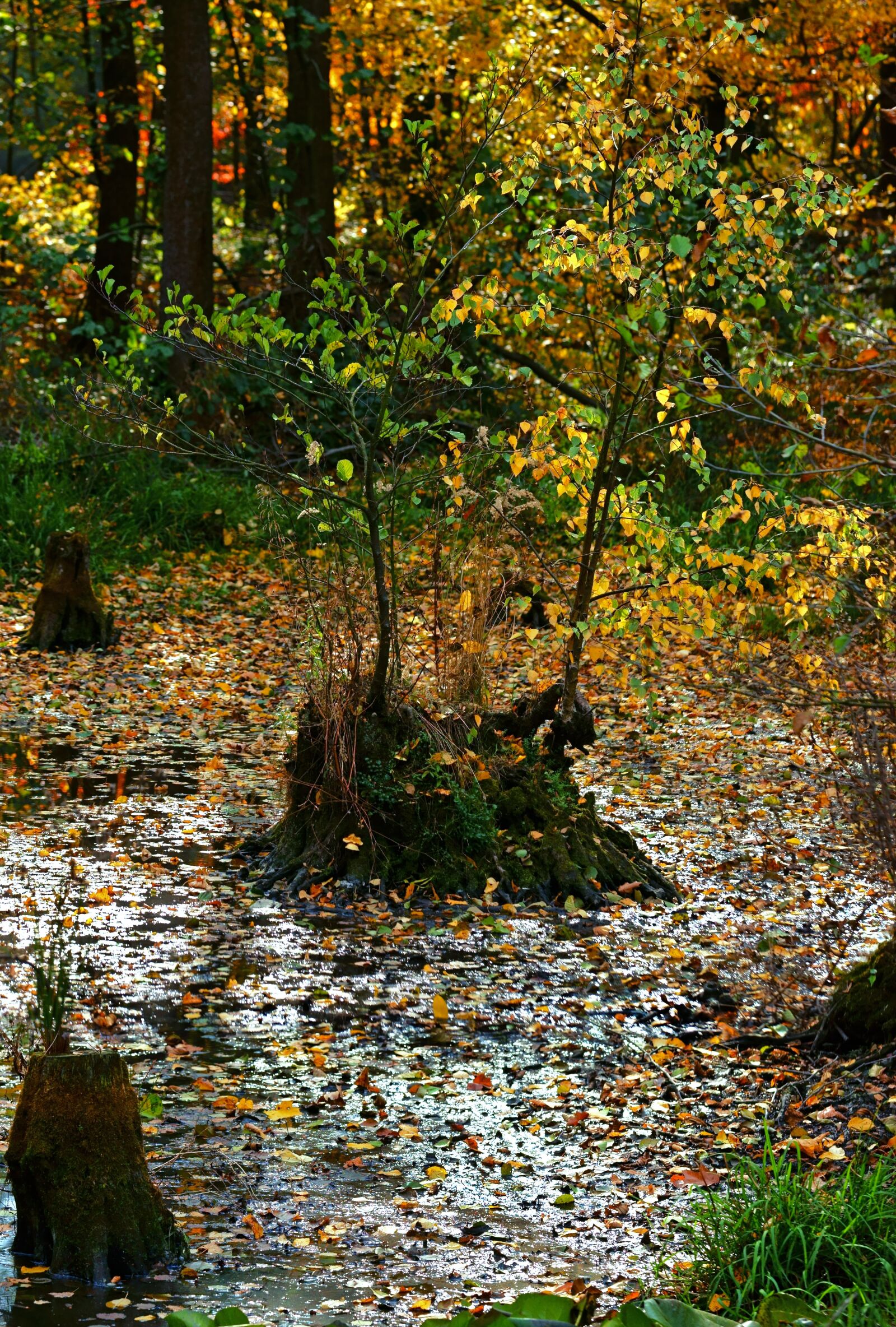 Sony a7 II sample photo. Nature, autumn, water photography