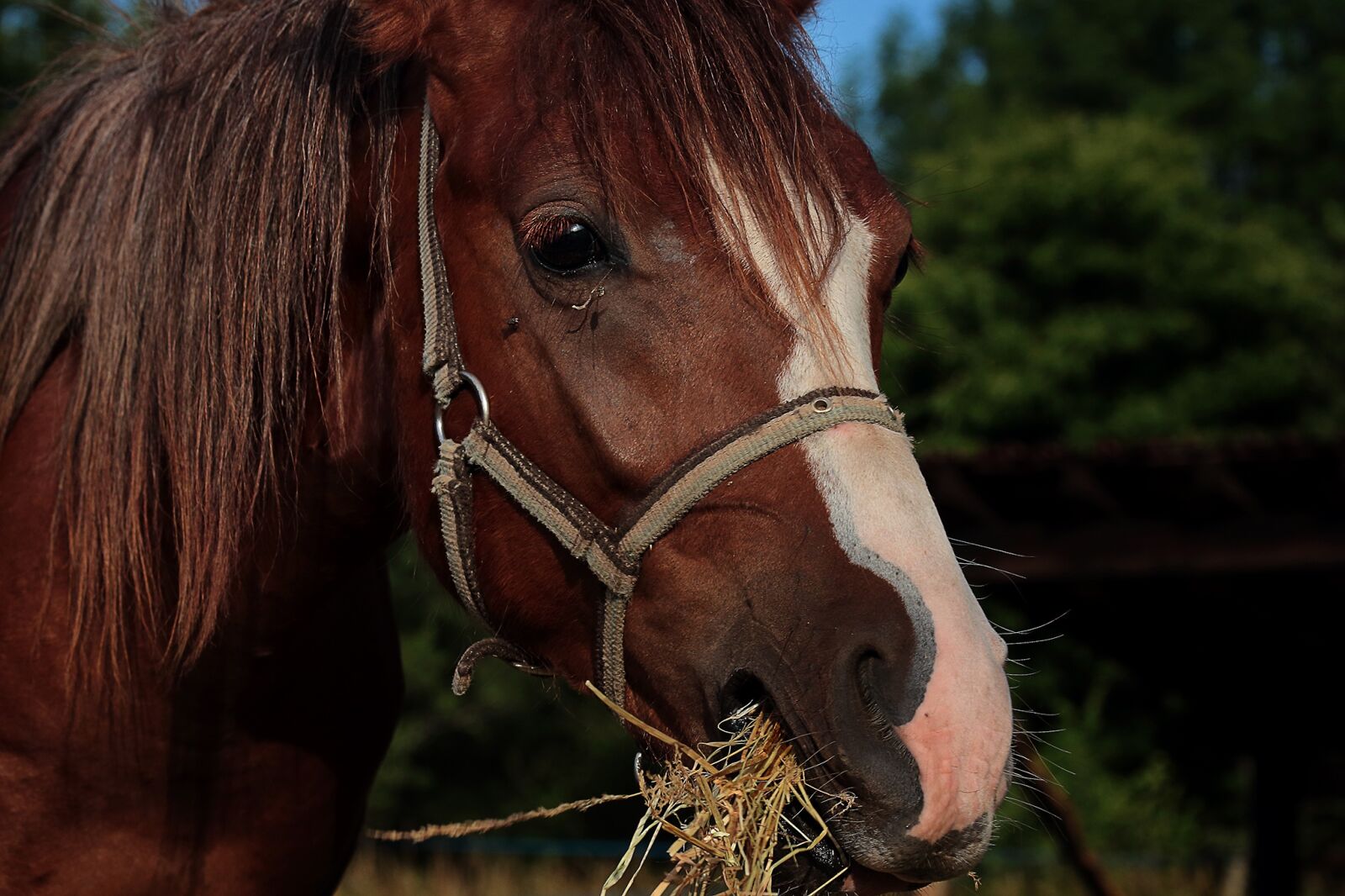 Canon EOS 650D (EOS Rebel T4i / EOS Kiss X6i) sample photo. Horse, nature, foal photography