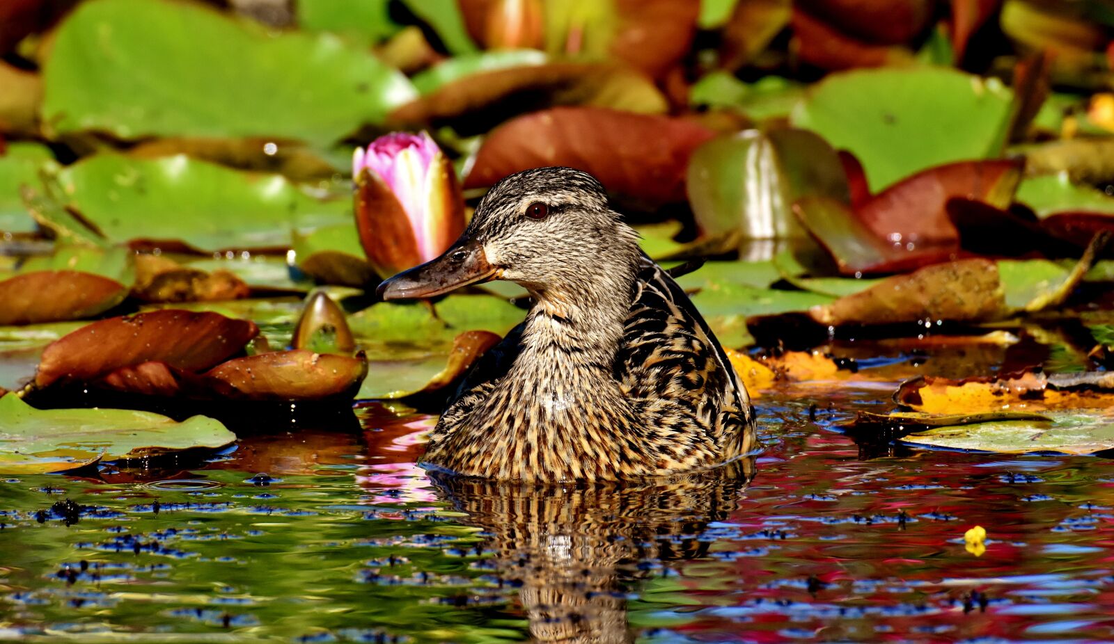 Nikon D7200 sample photo. Mallard, pond, water lilies photography