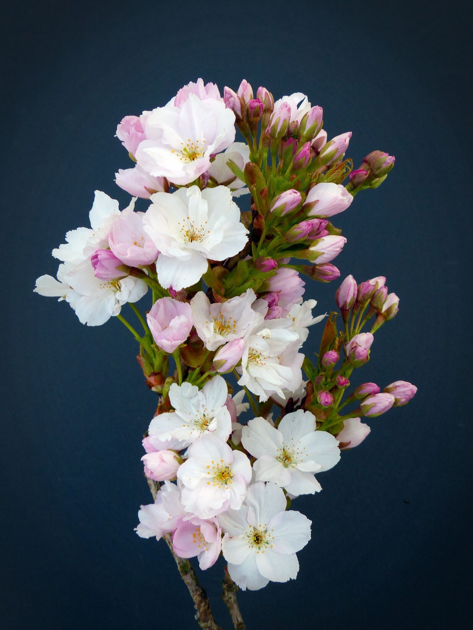 Panasonic Lumix DMC-FZ200 sample photo. Column cherry, japanese cherry photography