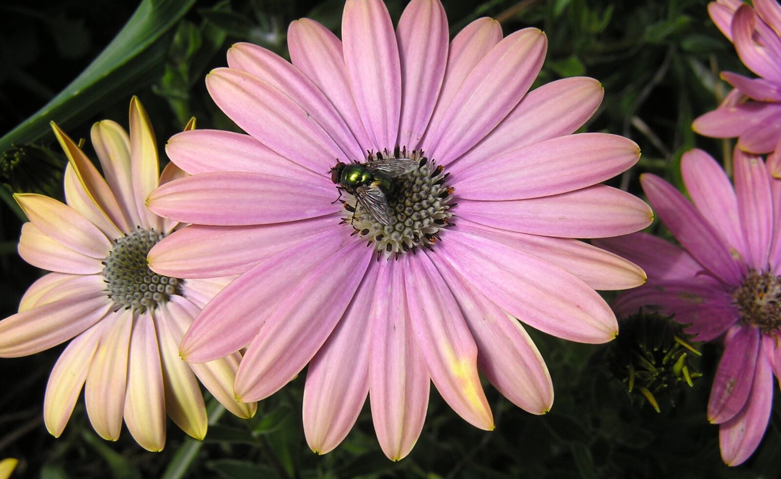 Olympus C750UZ sample photo. Fly, insect, daisy photography