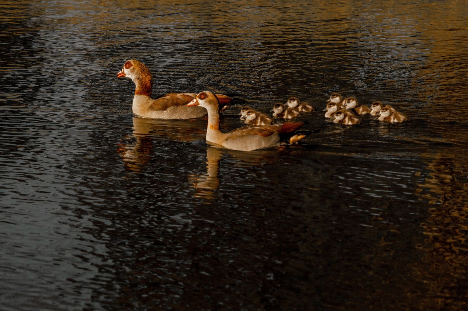Nikon D3200 sample photo. Duck, pond, lake photography