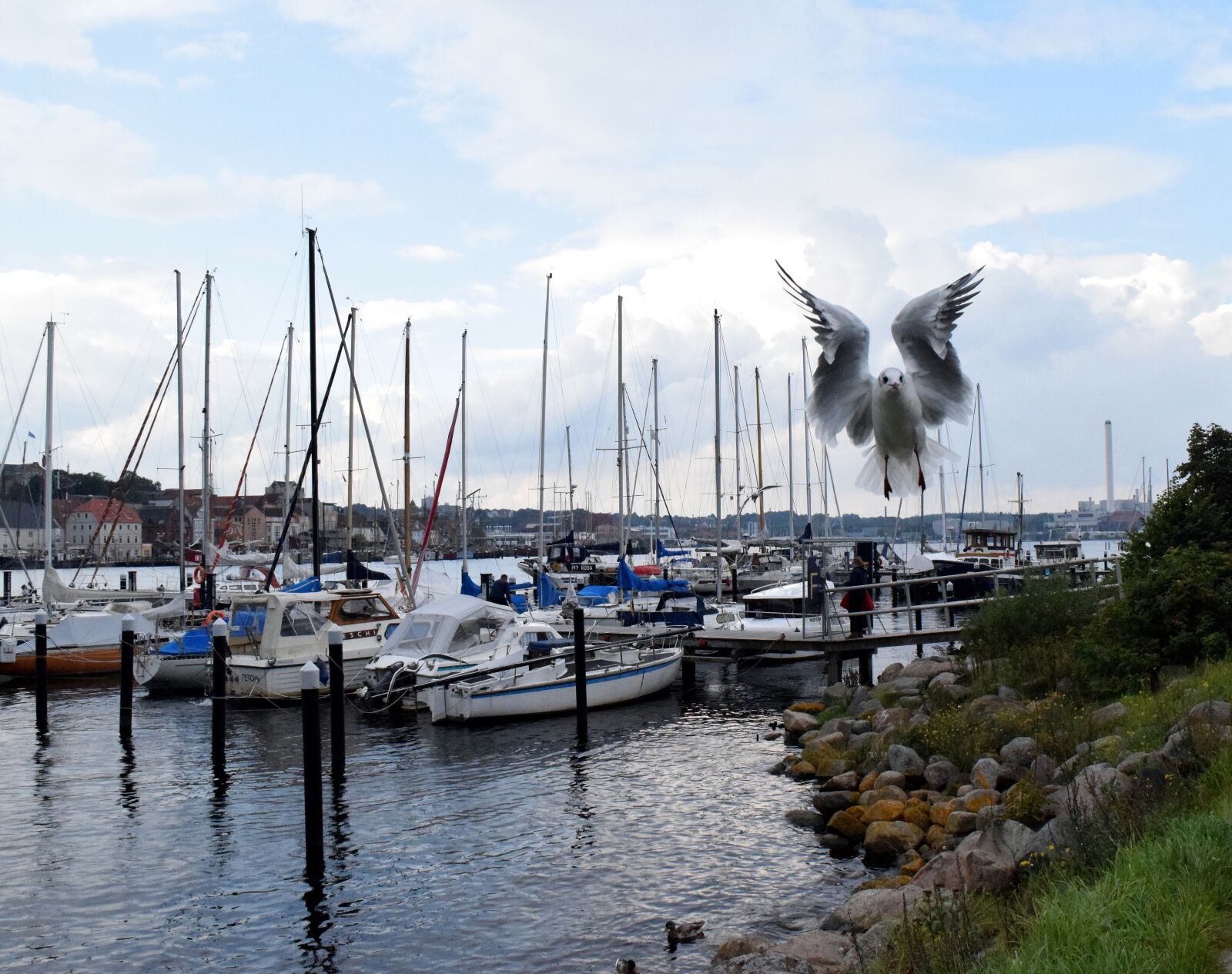 Nikon D5300 sample photo. Seagull, flight, port photography