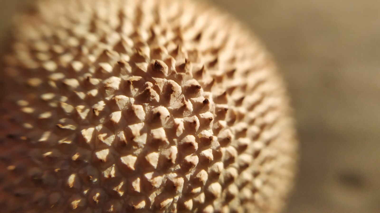 Xiaomi Redmi Note 7 sample photo. Puffball, mushroom, macro photography
