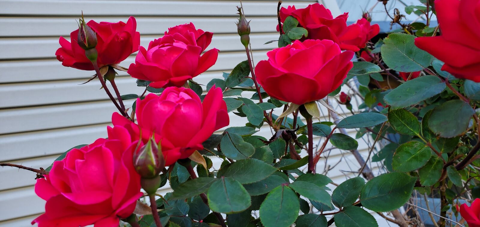 Samsung Galaxy S10 sample photo. Roses, flowers, nature photography