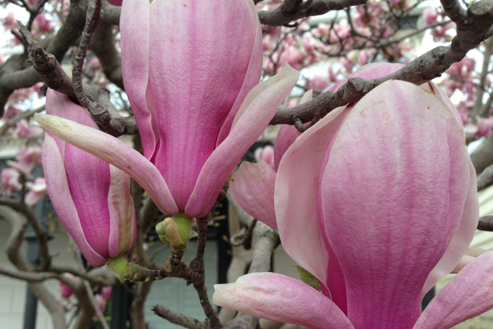 Apple iPhone 5 sample photo. Pink, magnolia, blooms photography