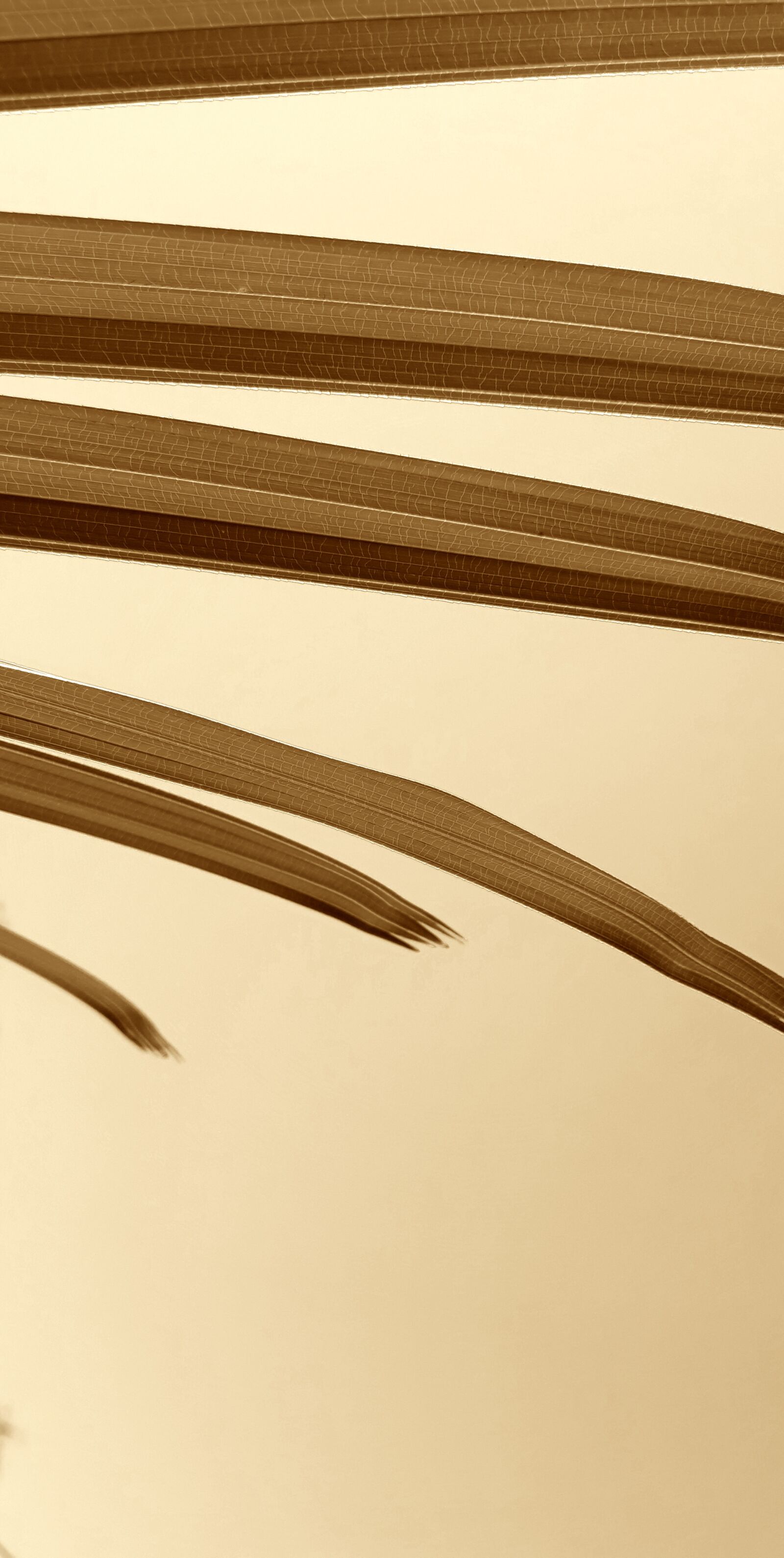 Samsung Galaxy J7 Pro sample photo. Leaves, sepia, tropical photography