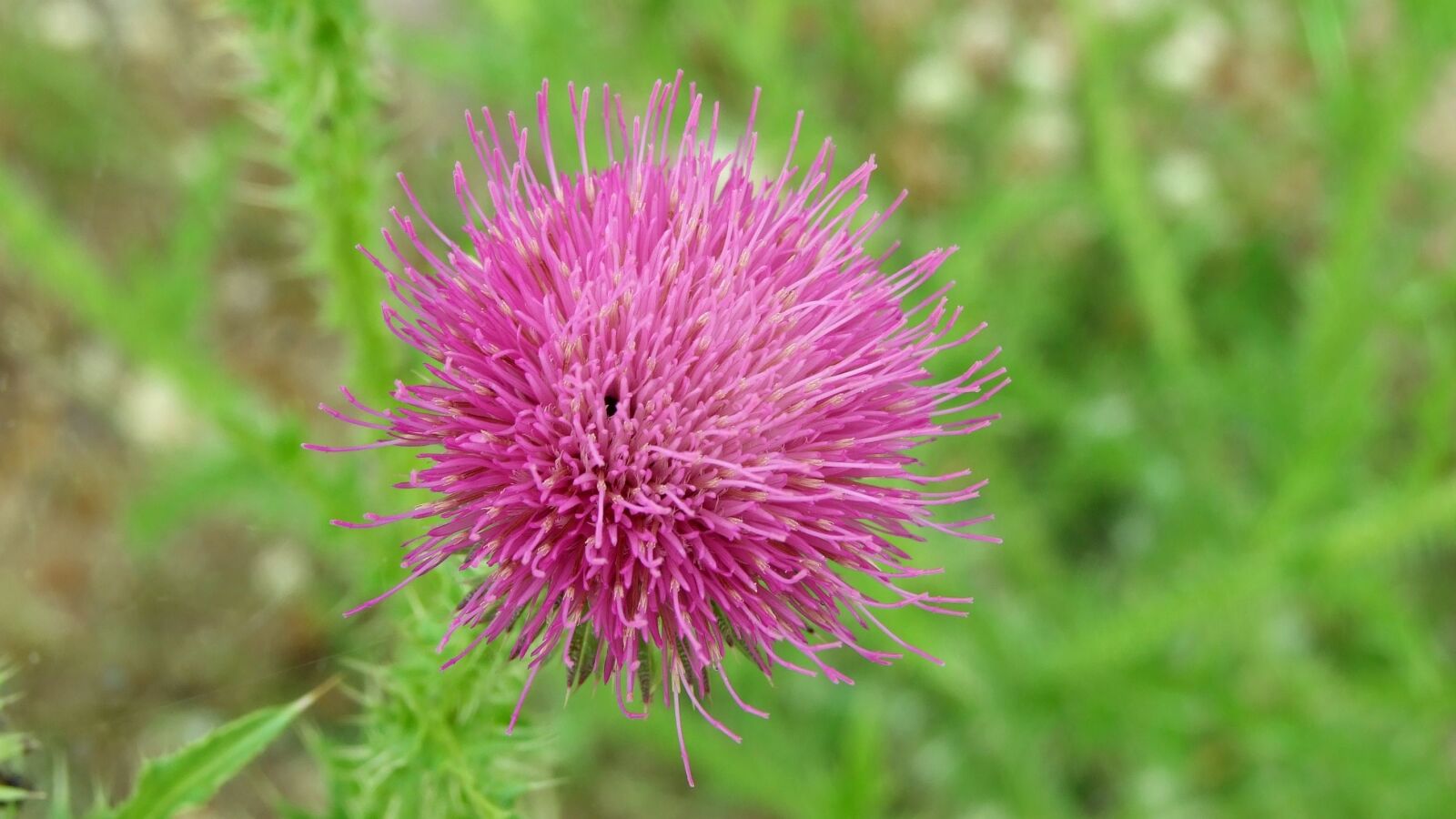Fujifilm FinePix S6500fd sample photo. Nature, plant, flower photography