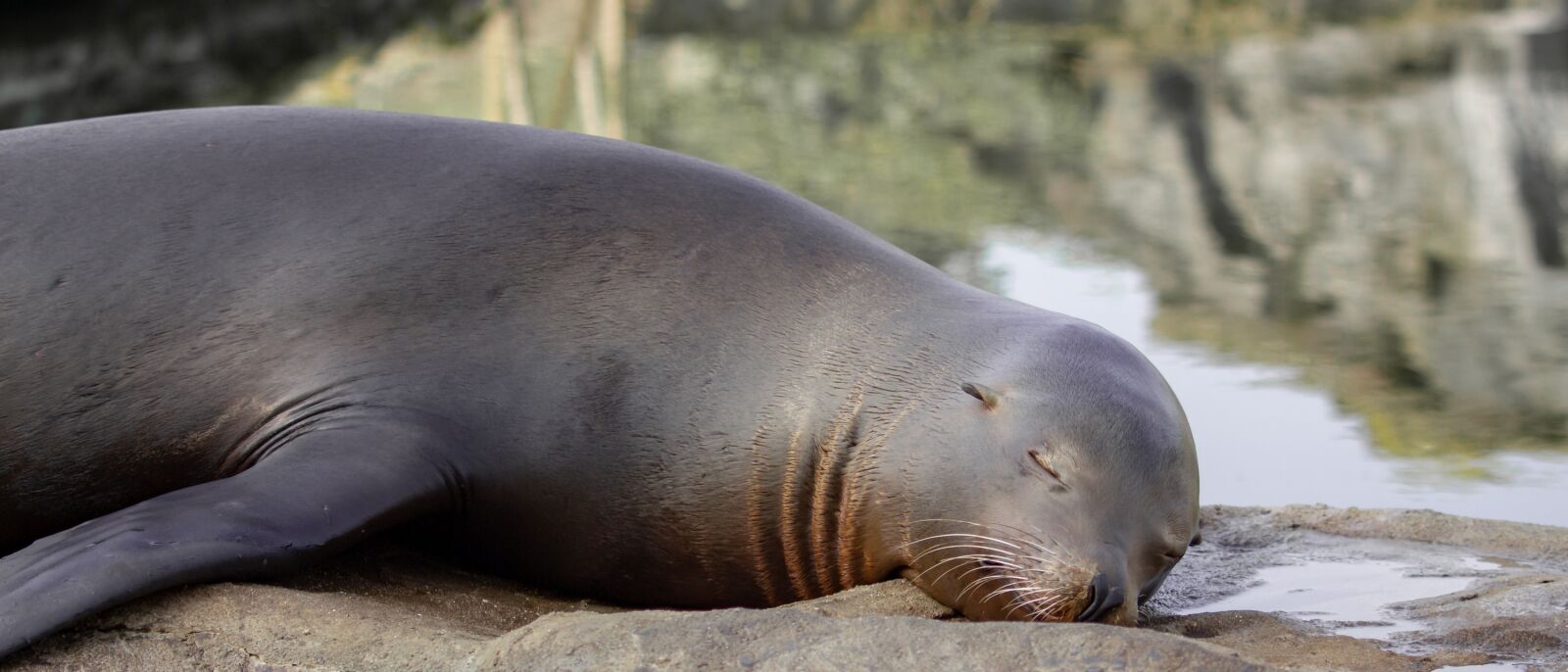 Canon EF 70-300 F4-5.6 IS II USM sample photo. Sea lion, seal pelts photography