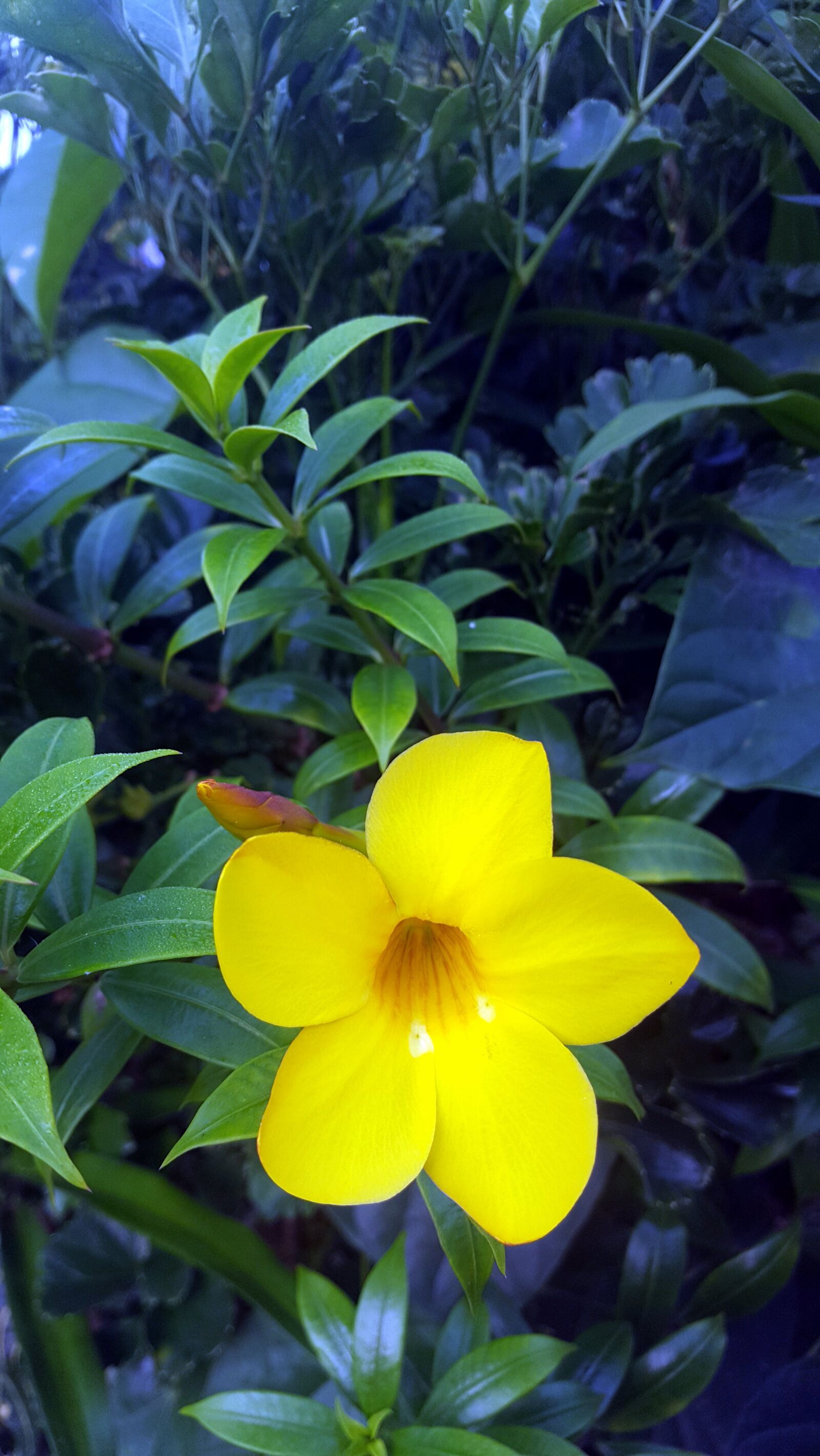 Samsung GALAXY S6 edge sample photo. Flower, yellow, nature photography