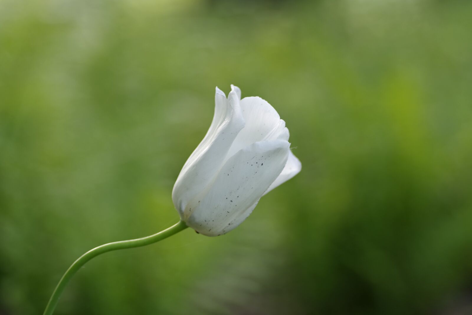 Pentax K-S2 sample photo. Flower, white, tulip photography