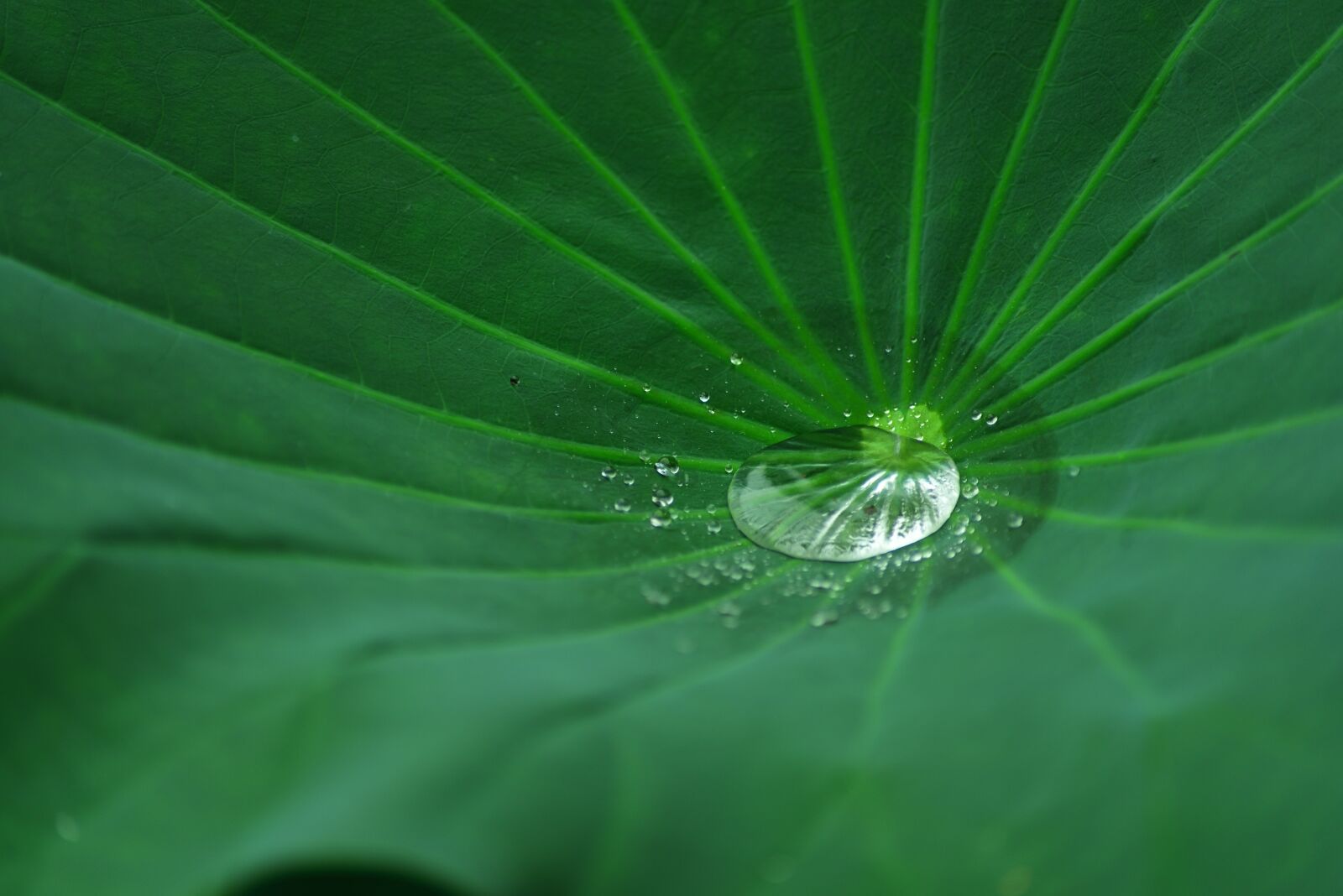 Nikon D750 sample photo. Flower, lotus, plant photography