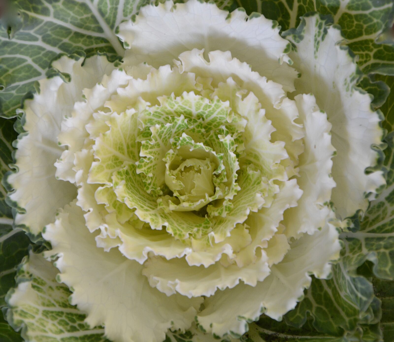 Nikon D5200 sample photo. Cabbage ornament, decorative, nature photography