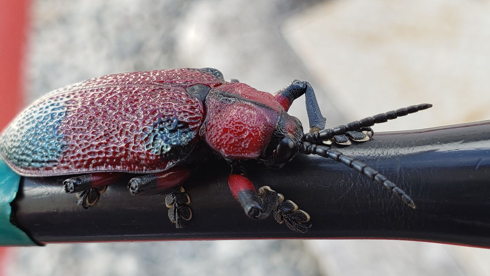 Samsung Galaxy S9+ sample photo. Beetle, insect, nature photography