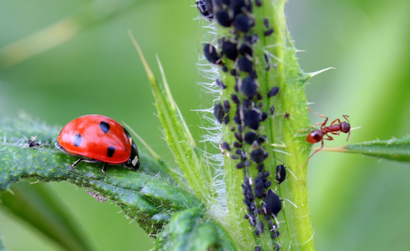 Canon EOS 650D (EOS Rebel T4i / EOS Kiss X6i) sample photo. Ladybug, beetle, coccinellidae photography