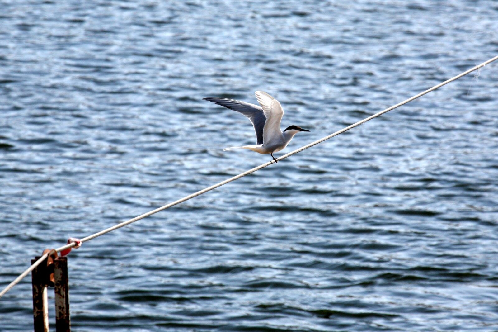 Canon EOS 5D sample photo. Seagull, bird, beach photography