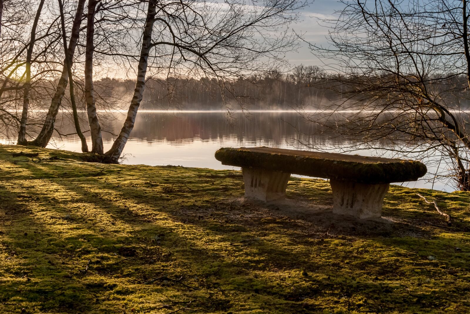 Nikon D80 sample photo. Nature, landscape, tree photography