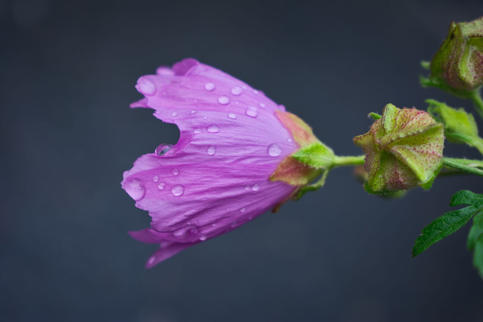 Nikon D3400 sample photo. Single flower, malva, summer photography