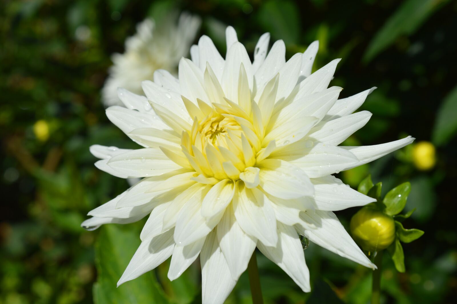 Nikon D3200 sample photo. Dahlia, white, close up photography