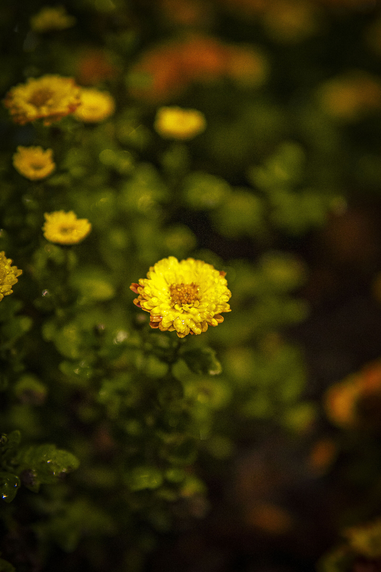 Sony a7 IV sample photo