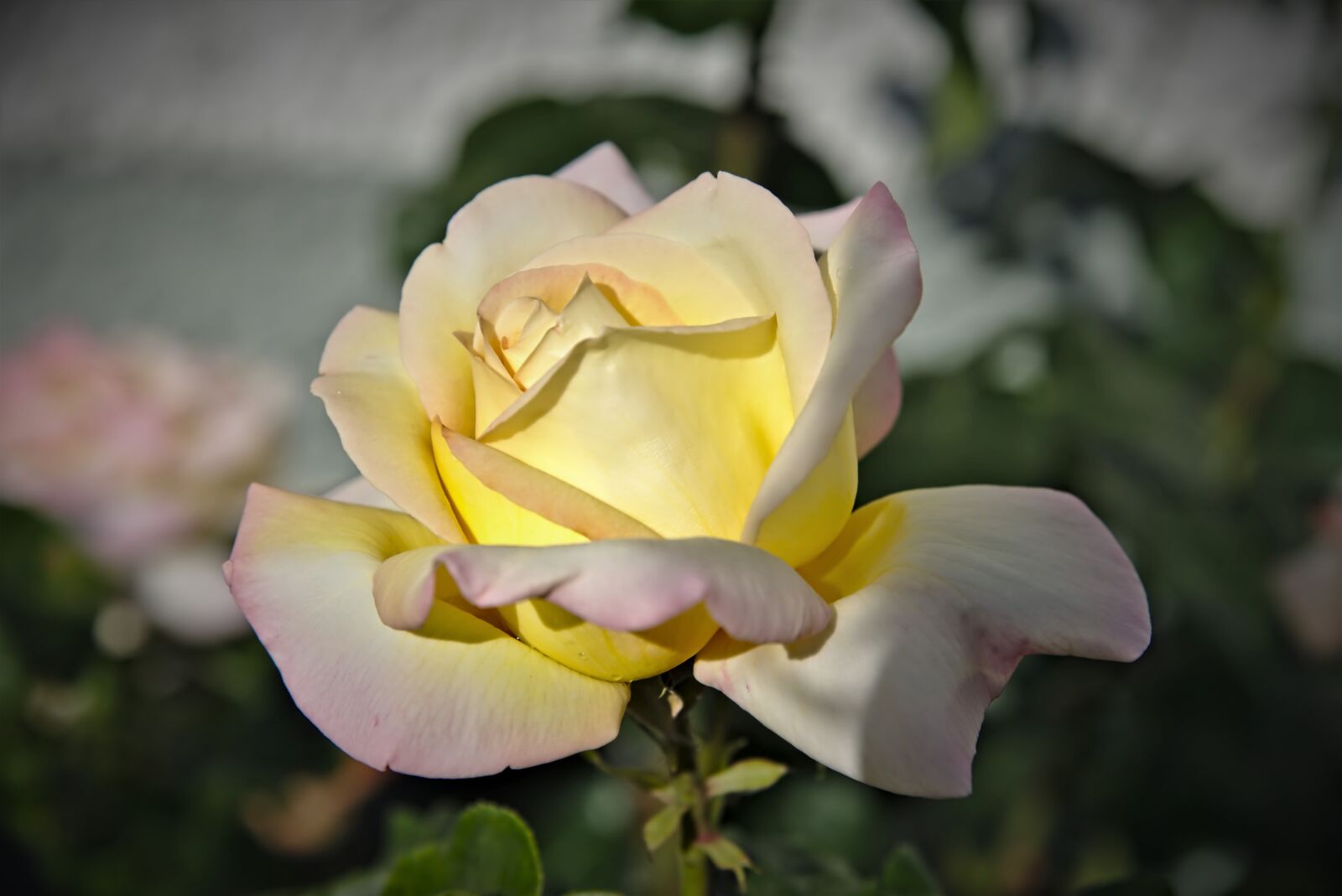 Nikon D750 sample photo. Rose, rose flower, petals photography