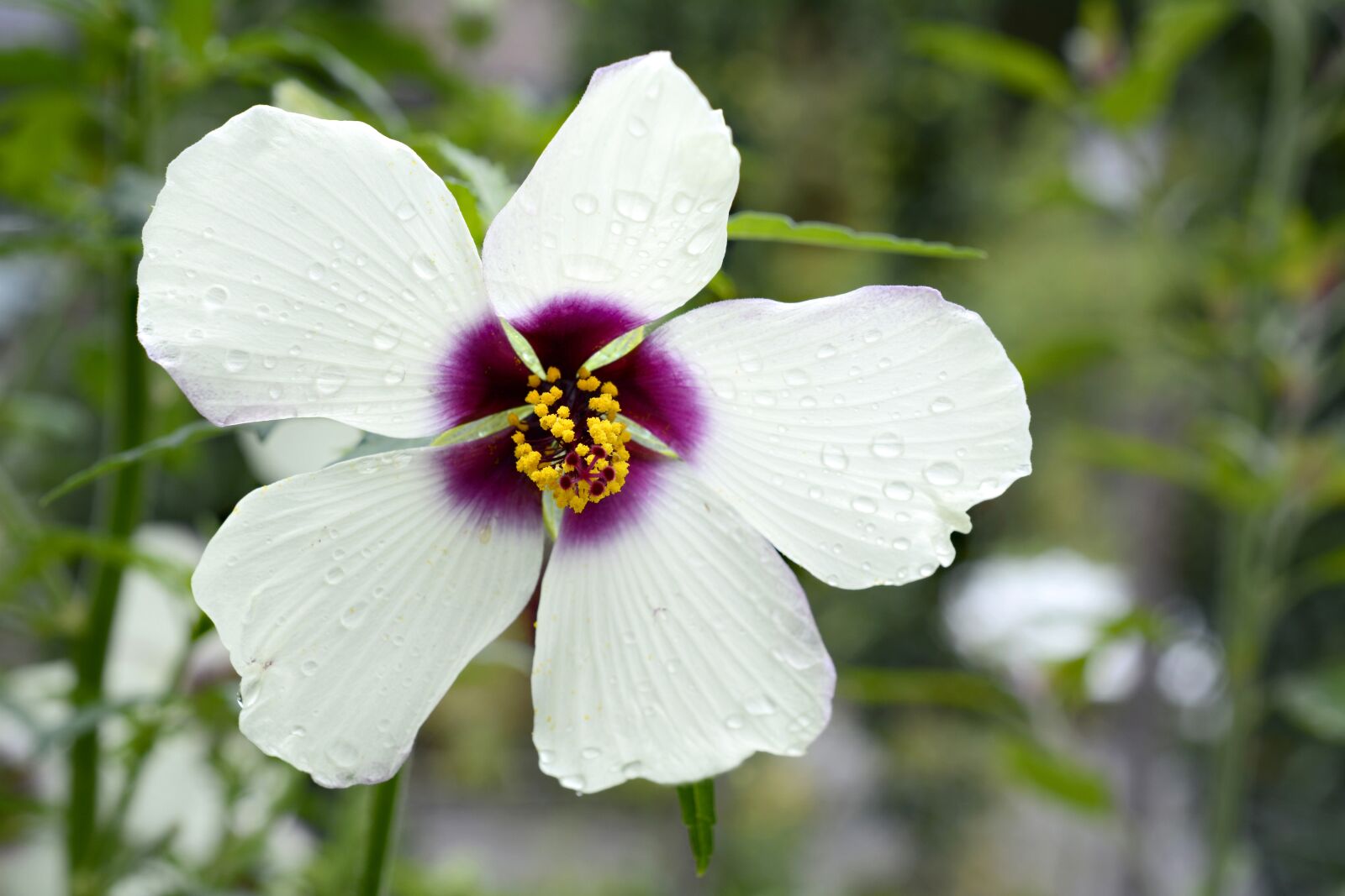 Nikon D7100 sample photo. Hibiscus, blossom, bloom photography